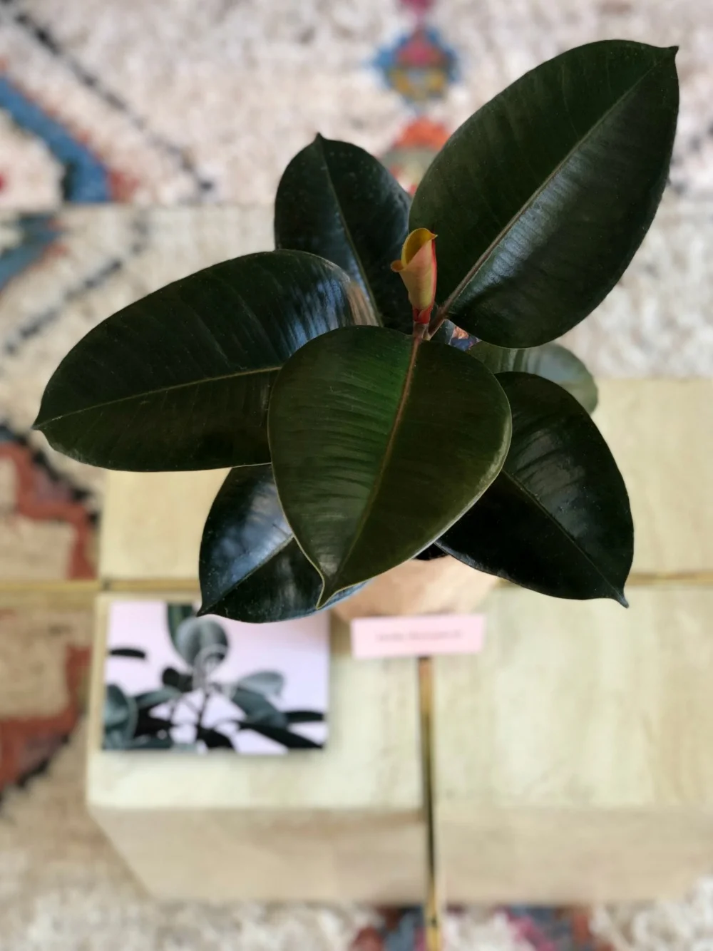 ficus-elastica-decora.jpg