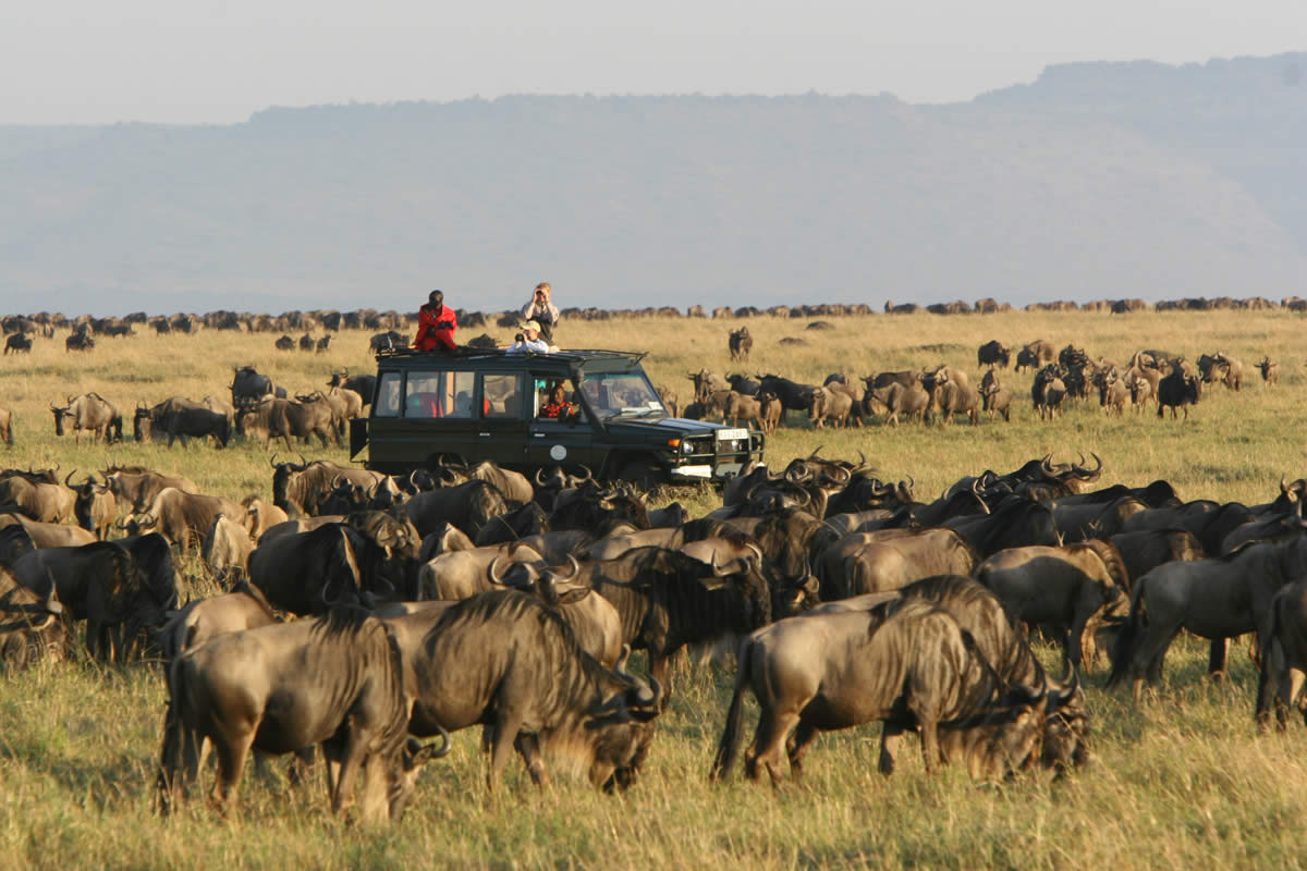 Rekero-Camp-Wildebeest.jpg