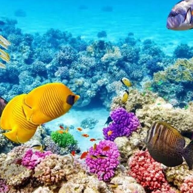 Happy World Ocean Day💚 Remember if you&rsquo;re ever lucky enough to visit the Great Barrier Reef, make sure you wear reef-friendly sunscreen - the residue from ordinary sunscreens damage the coral!! #oceans #greatbarrierreef