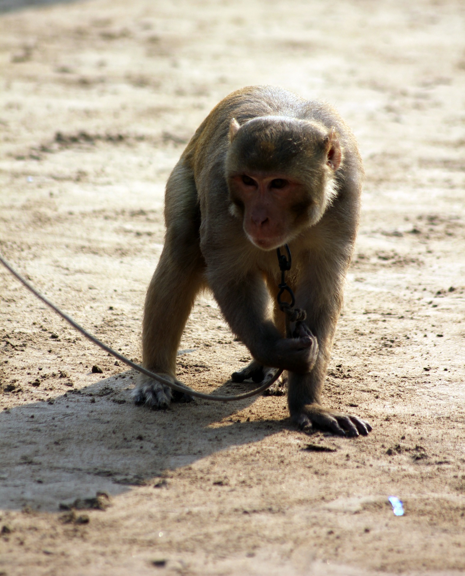 monkey-390477_1920.jpg