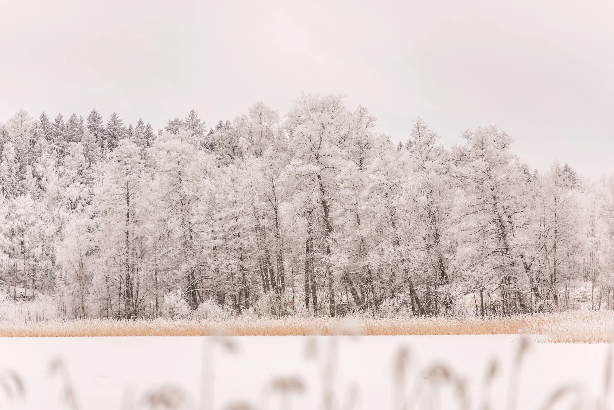 Fiskars_vinter_multifoto-62.jpg
