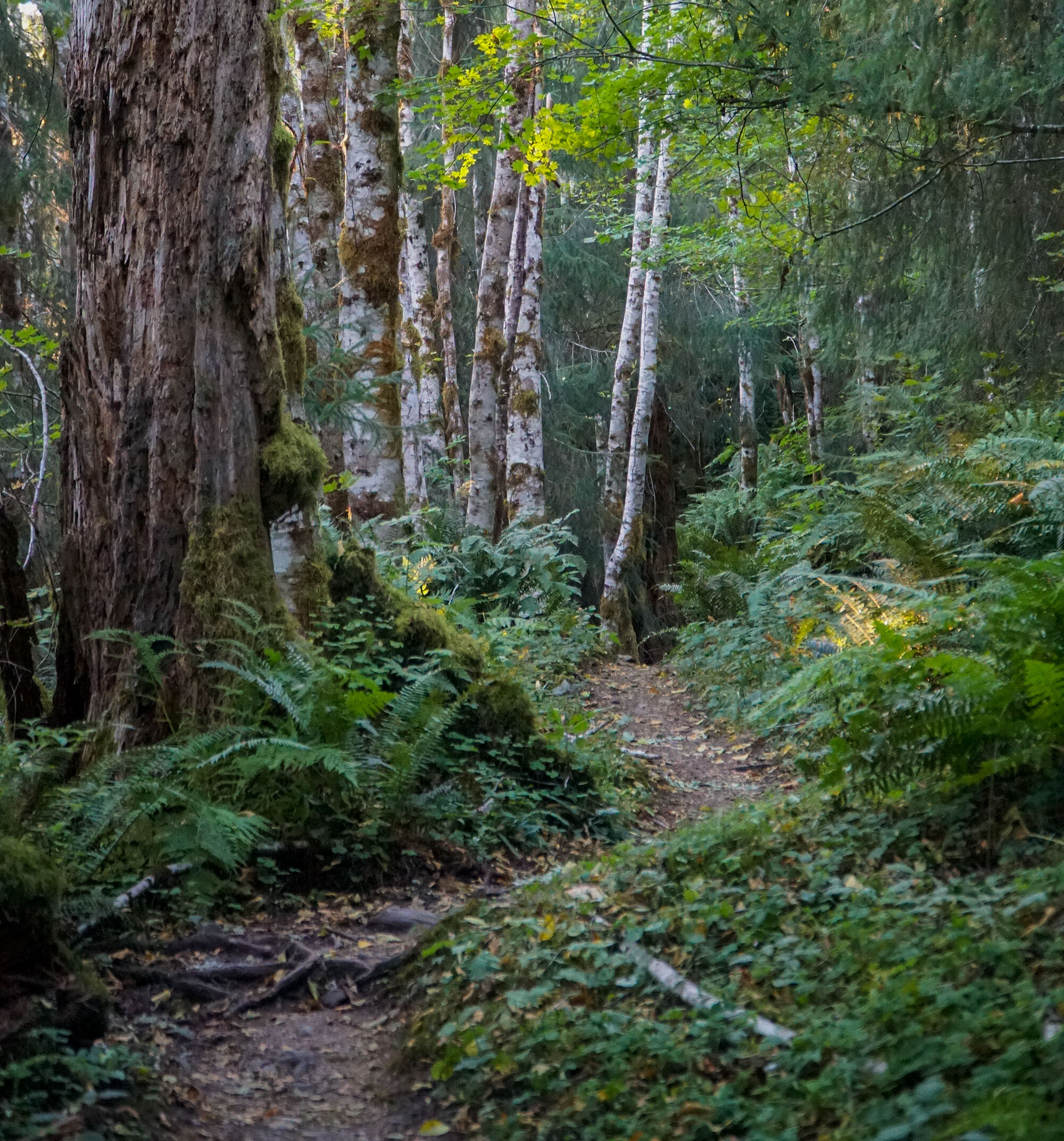 Backpacking the Hoh RIver Trail to the Blue Glacier Olympic National Park Washington  (18 of 30).jpg