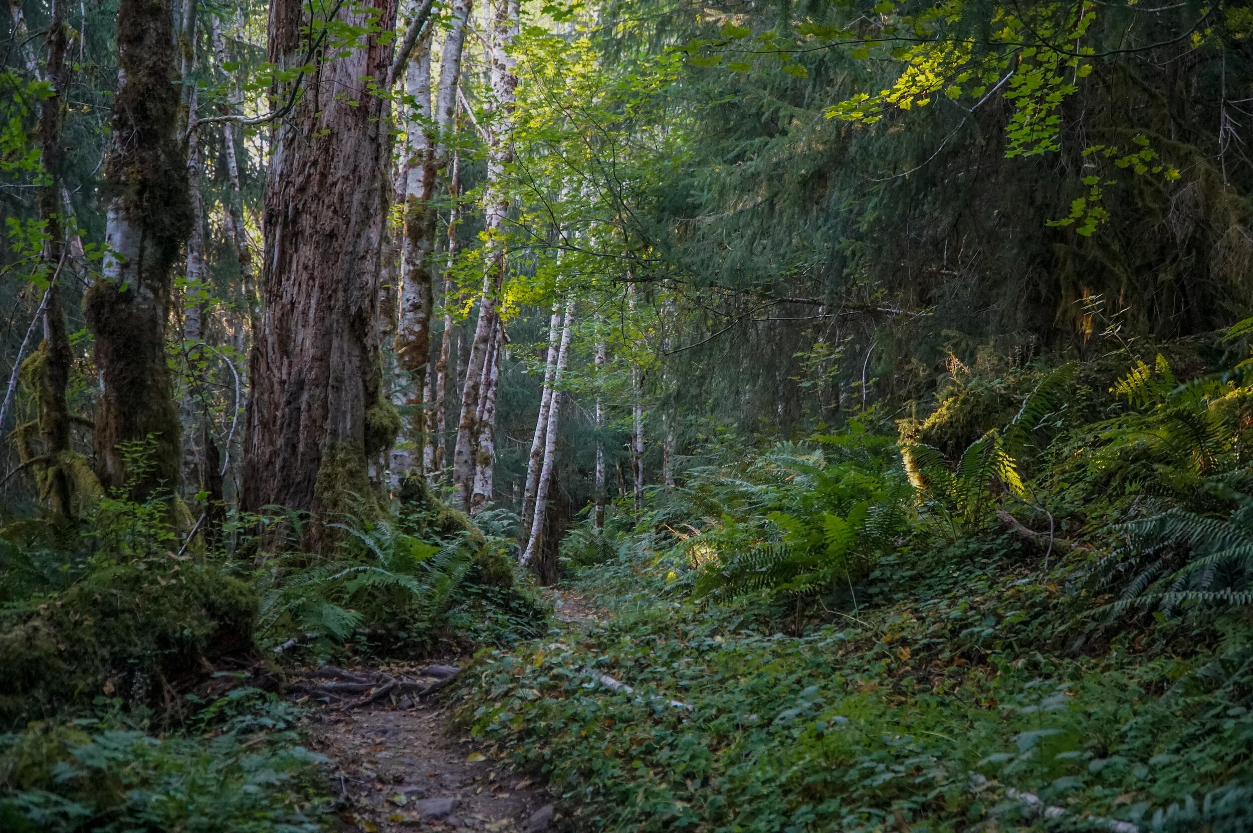 Backpacking the Hoh RIver Trail to the Blue Glacier Olympic National Park Washington  (19 of 30).jpg