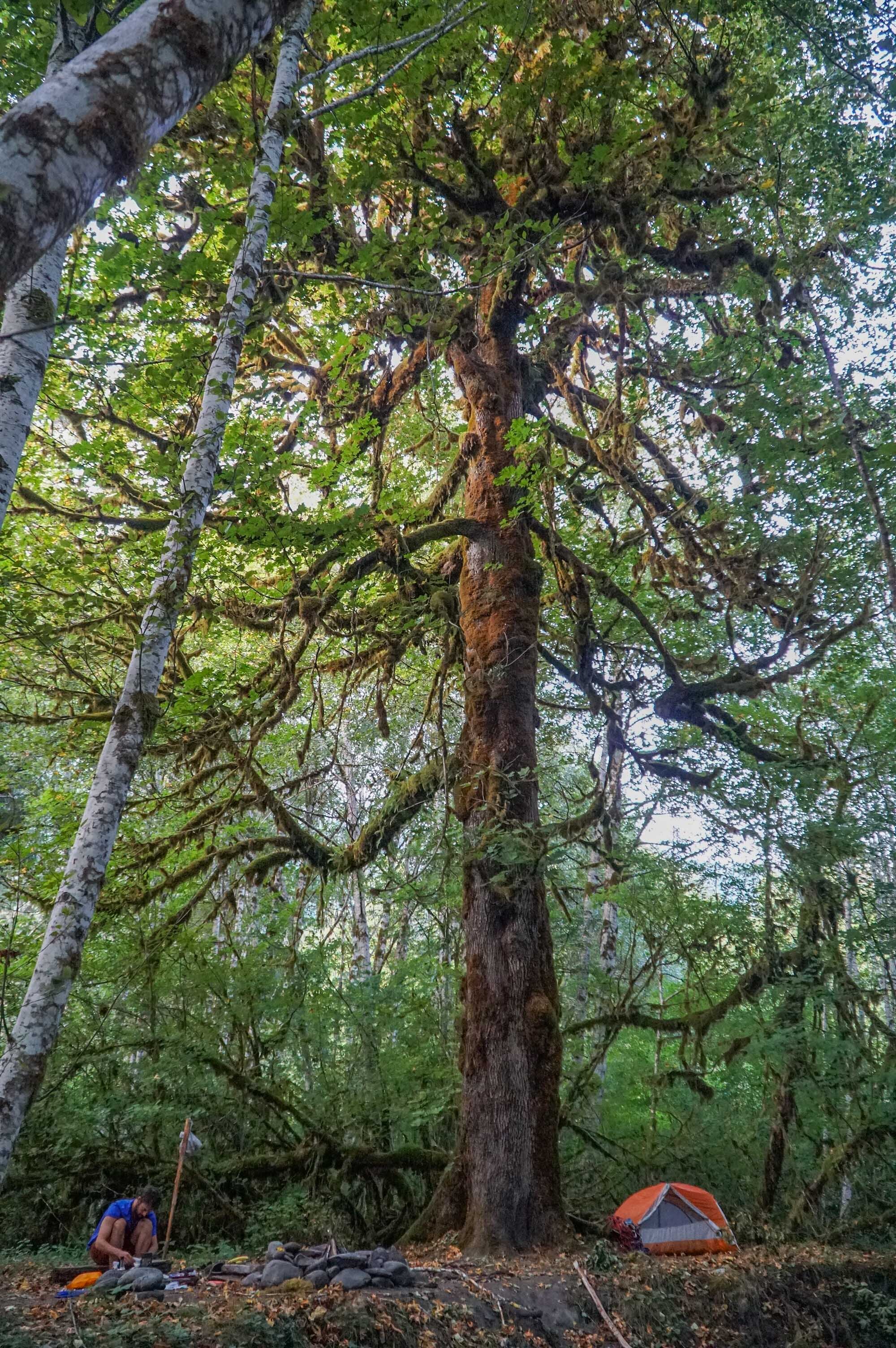 Backpacking the Hoh RIver Trail to the Blue Glacier Olympic National Park Washington  (27 of 30).jpg