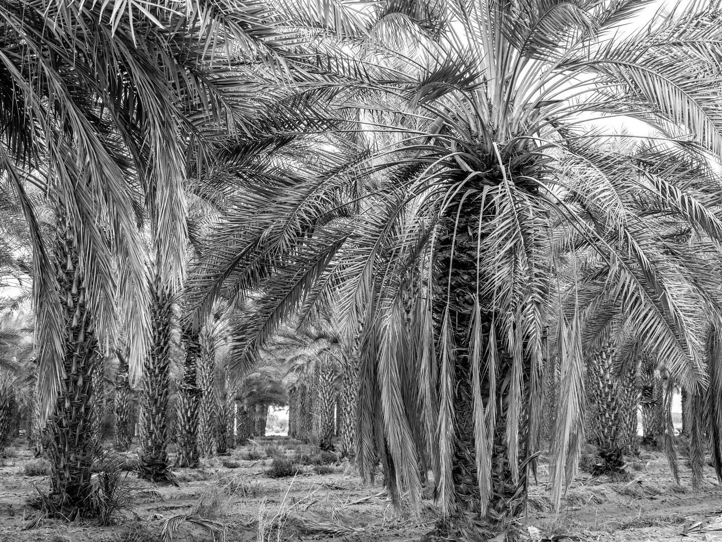 Date Palm Grove
#laquinta 
#california 
#californiaadventure 
#palmsprings 
#palm 
#palmtrees