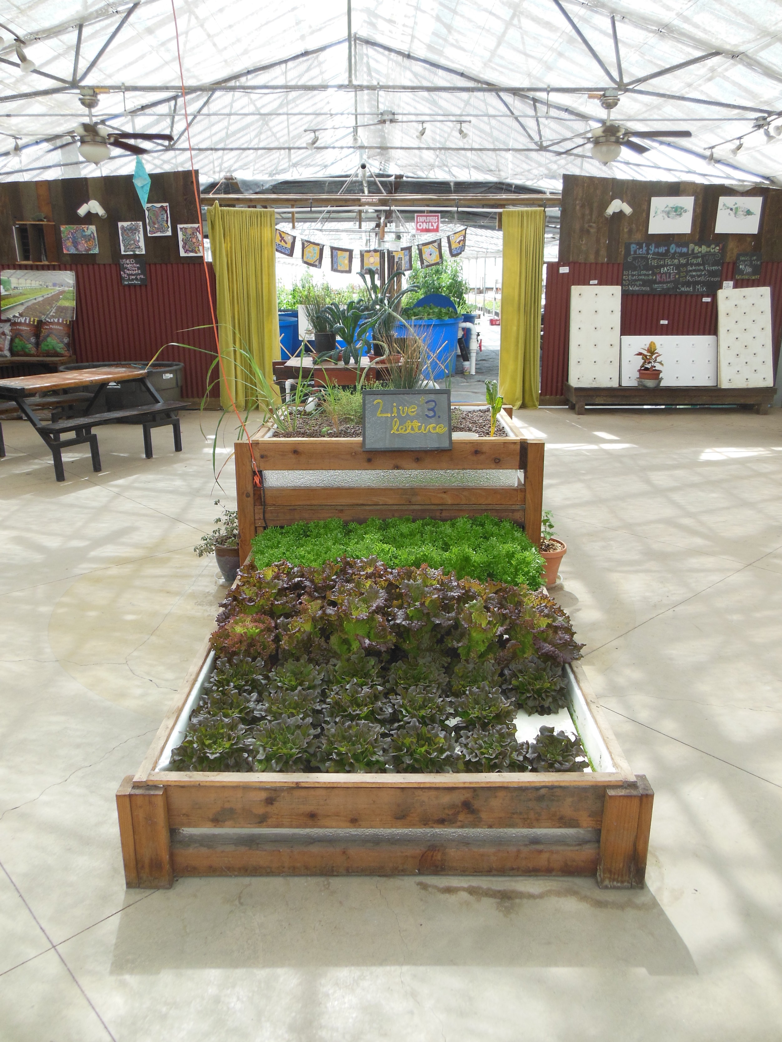 U-Pick Lettuce the Aquaponic way - directly from our home aquaponic system. Can't get any fresher than that!