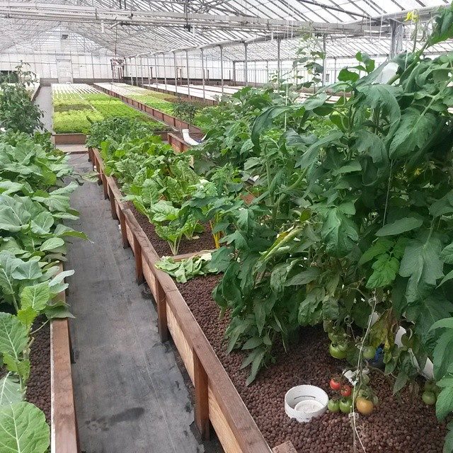 View of greenhouse with aquaponic media beds in foreground.