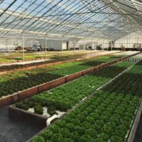 Aquaponic Farming Experience