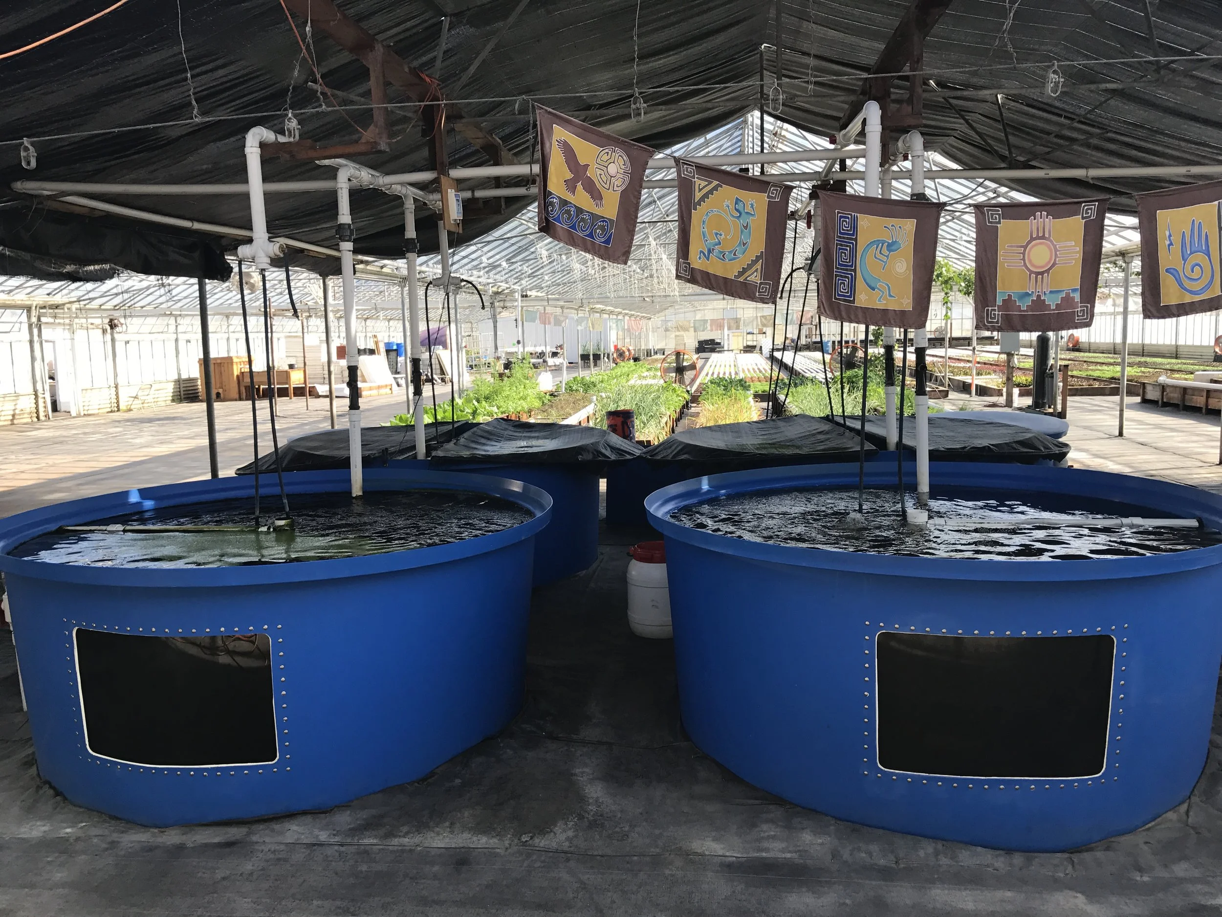 Aquaponic-Fish-Tanks-Organic-Food
