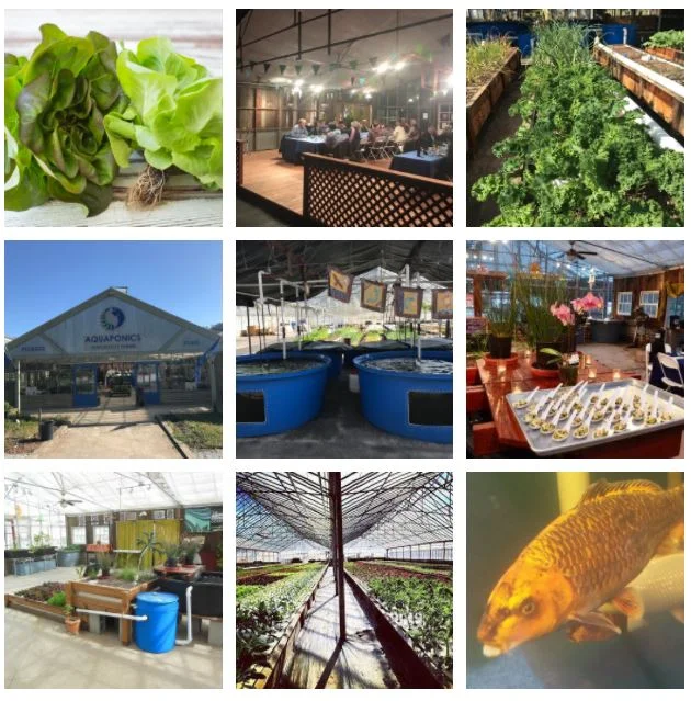 Introducing "The Aquaponic Farming Experience" - An Immersive Commercial  Course in how to design, build and operate an aquaponic farm
