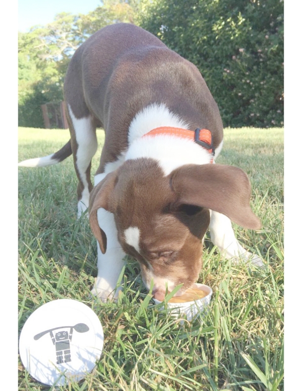 pup_pop_dog.jpg