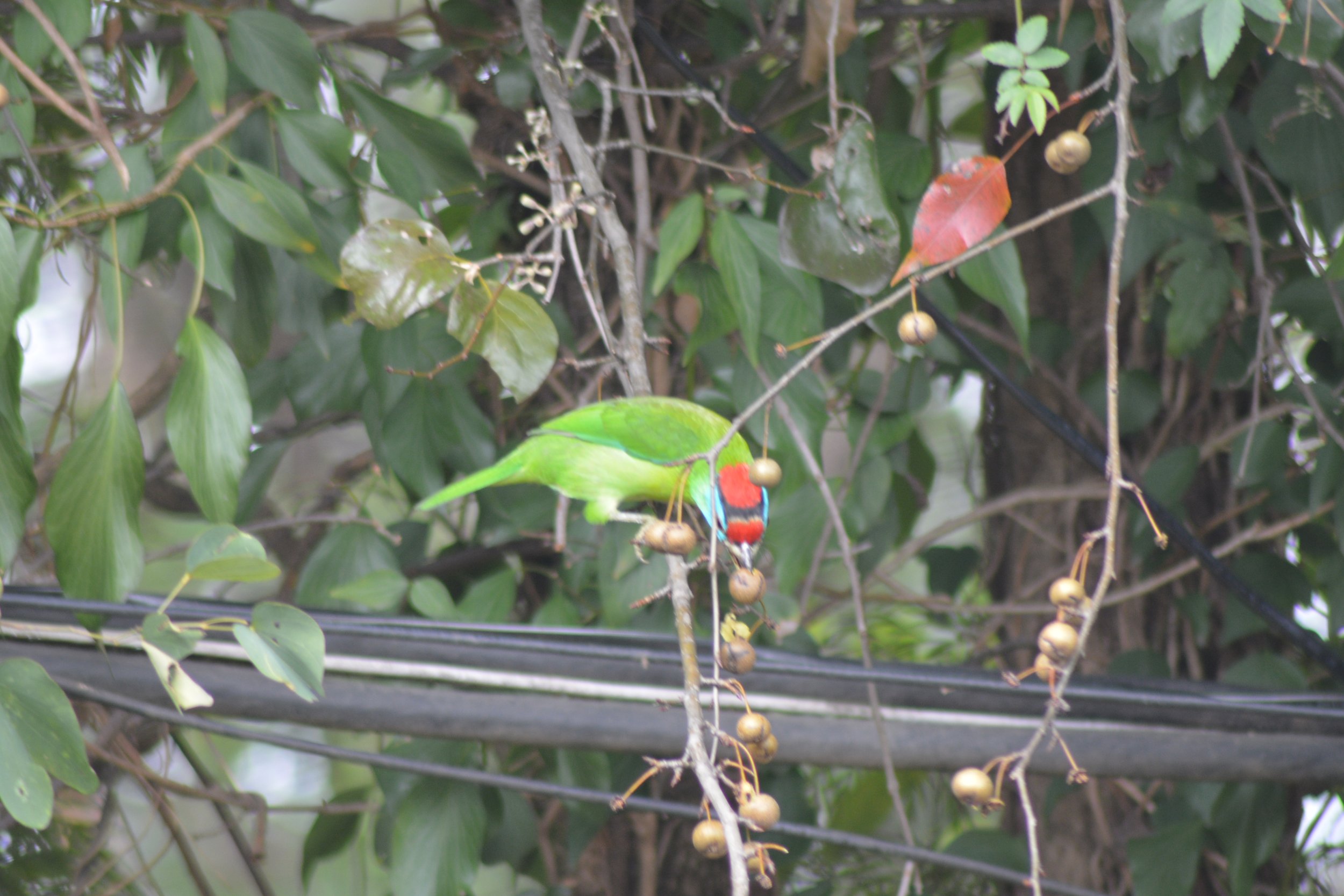 Blue Throated Barbet.JPG