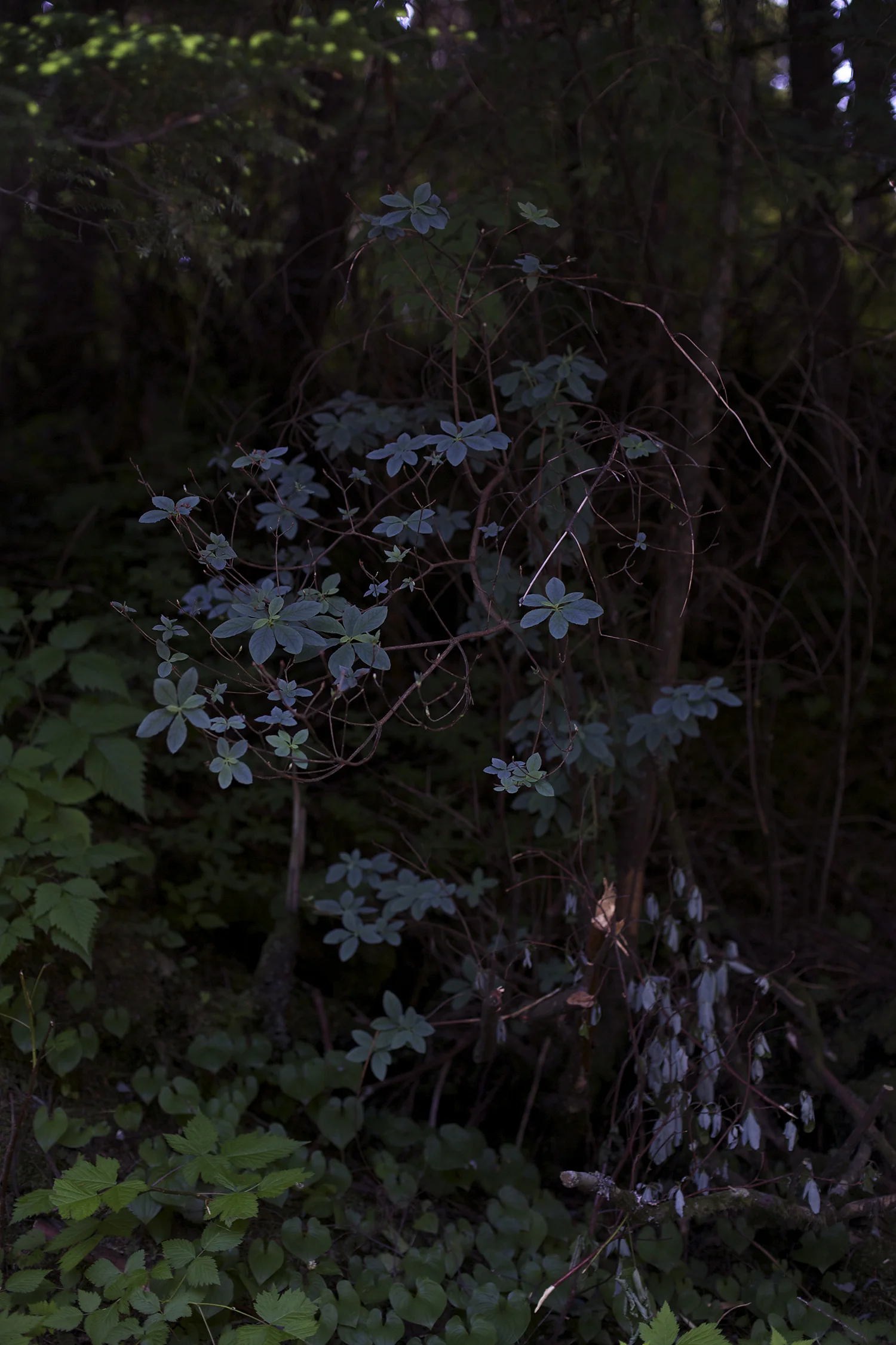 _R0A8204.jpg