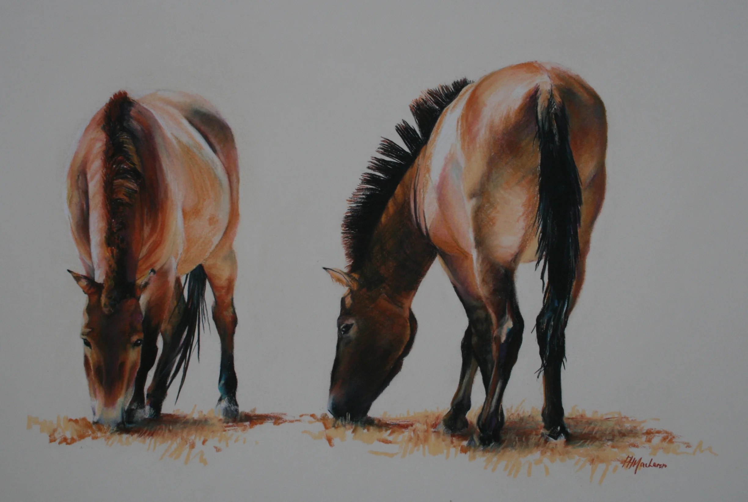 'Przewalski Wild Horses'. Conte and charcoal. Oil on canvas. 46 x 61cm.