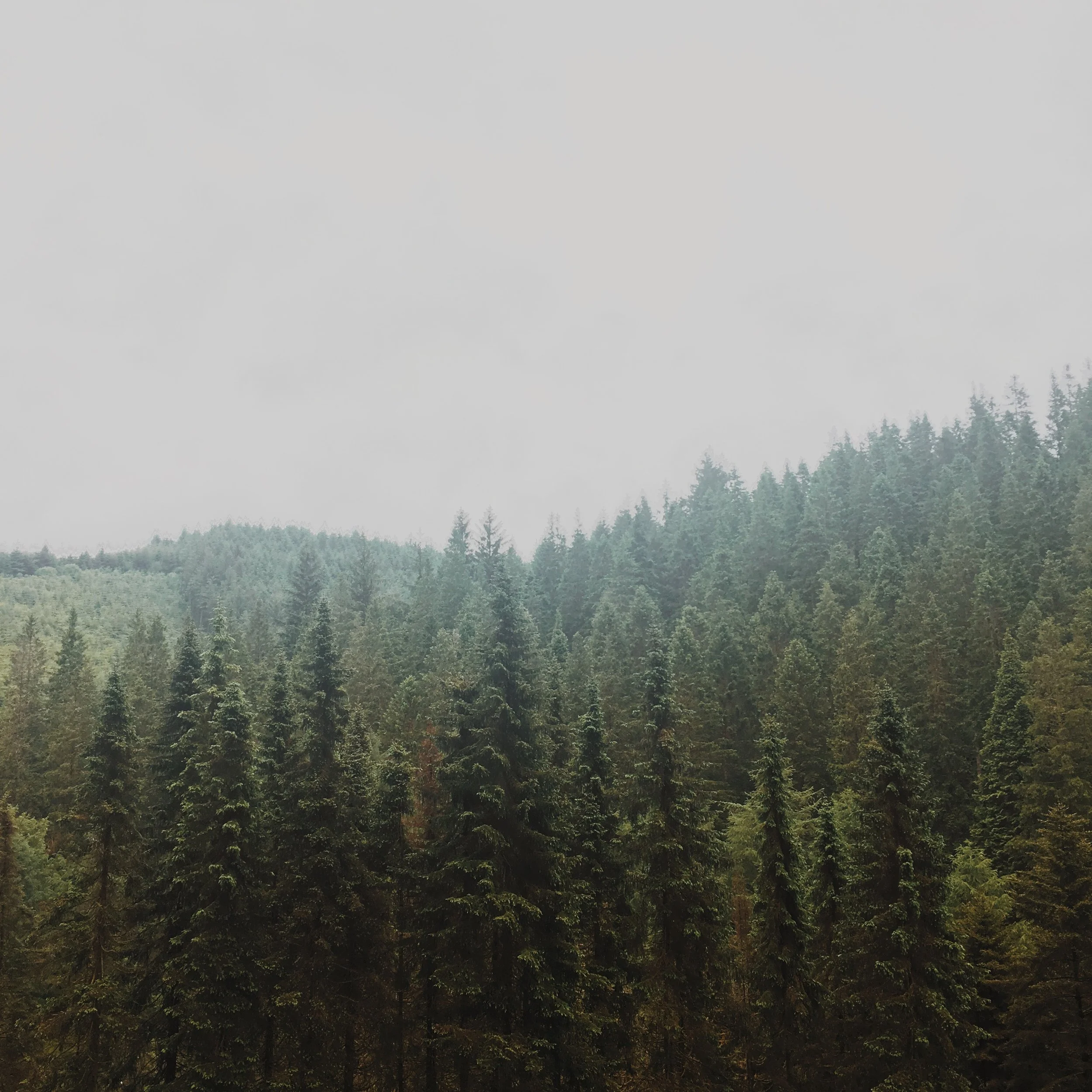 Deep filled pine forests. You could almost be in America's North West.