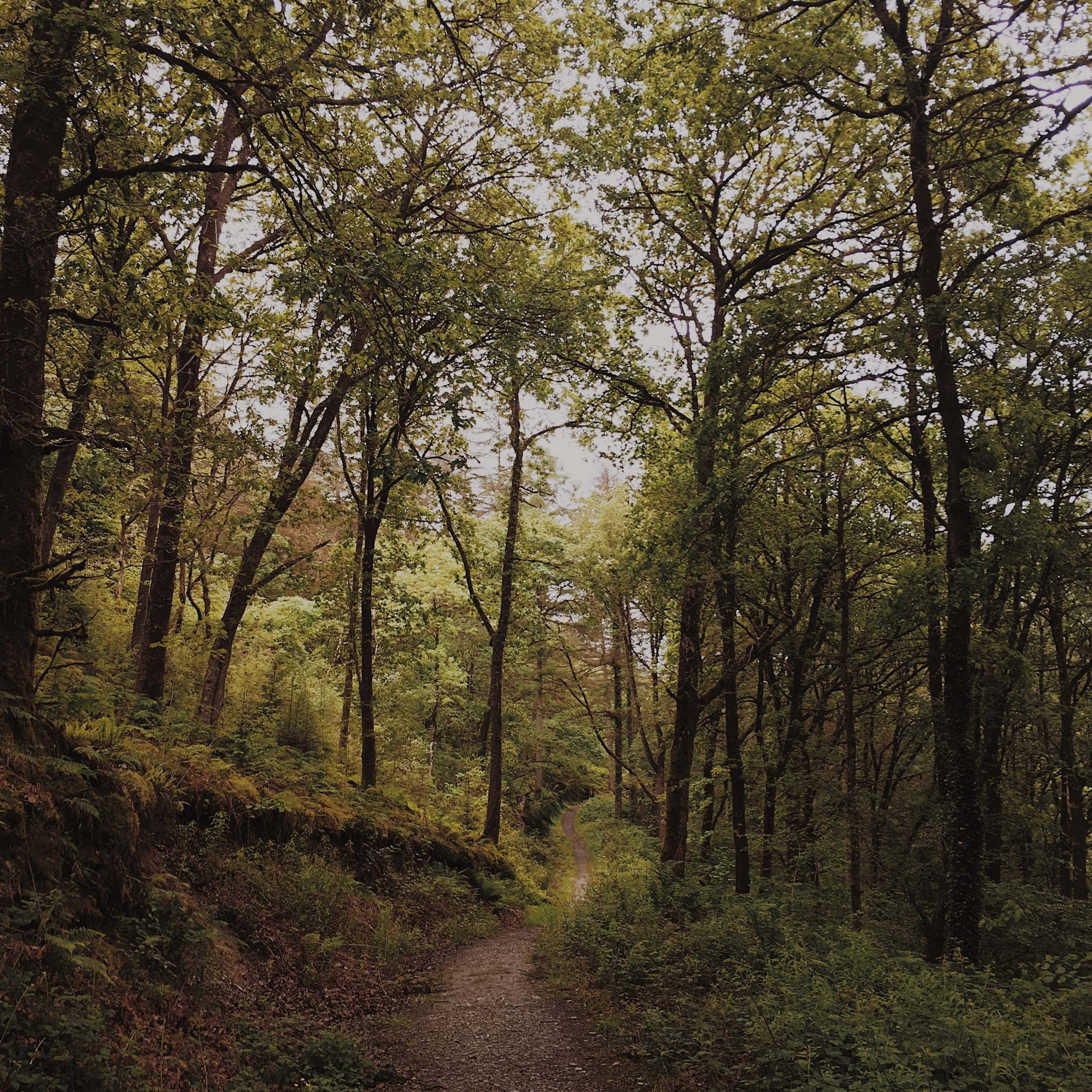 Woodland paths and tall trees. Dreams were made!