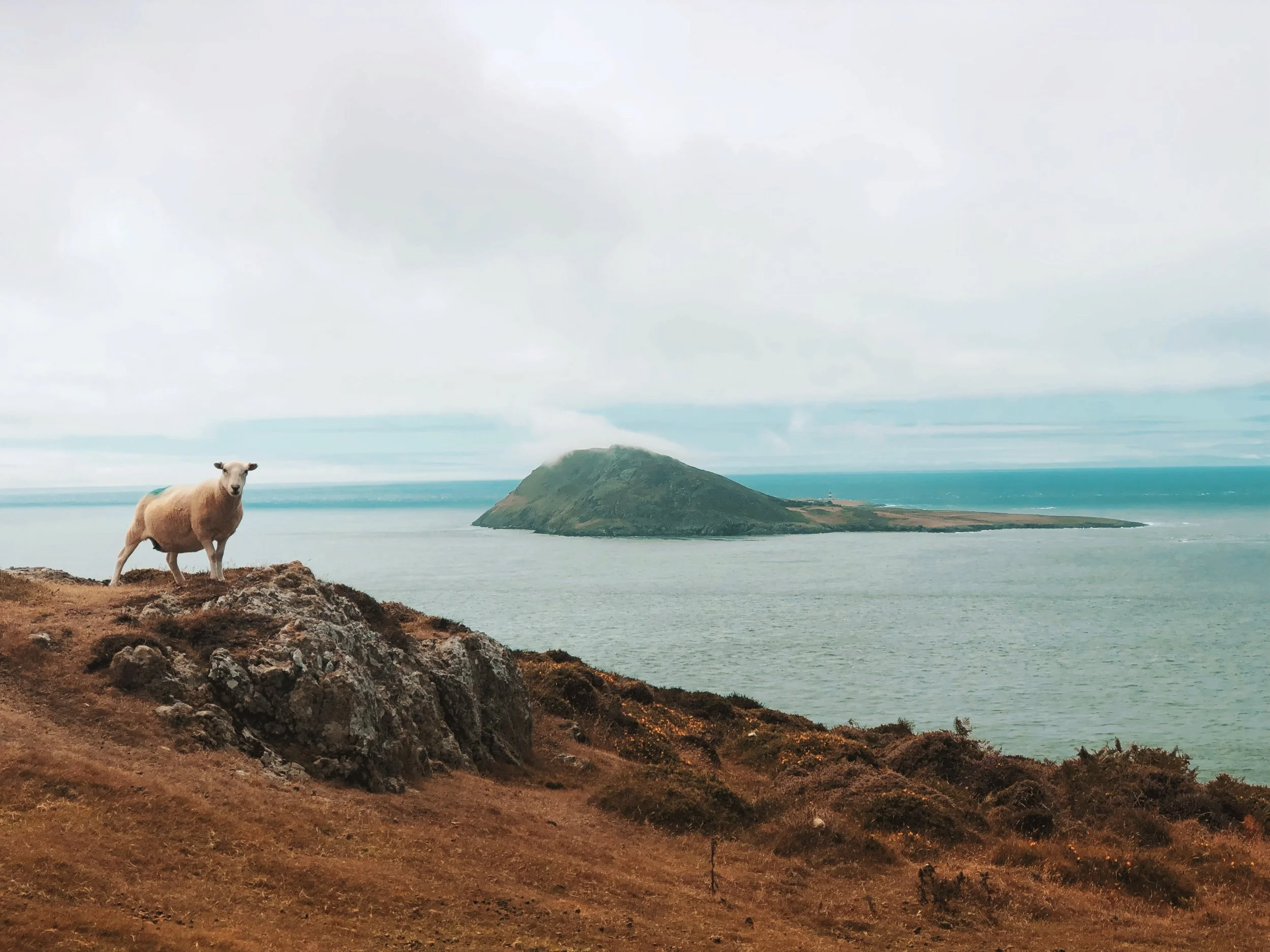 Bardsey Island and a local.