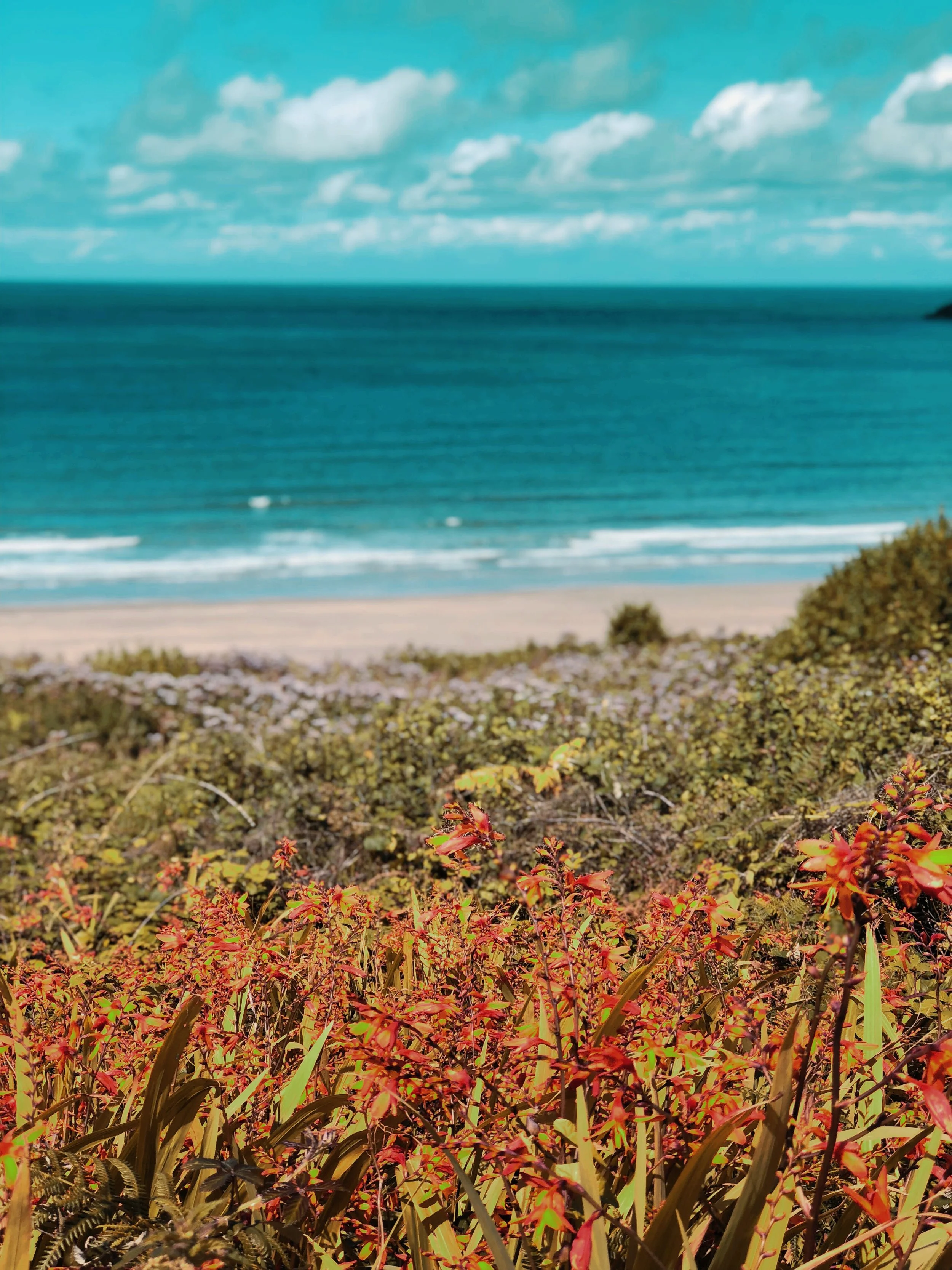 Wild flowers aplenty
