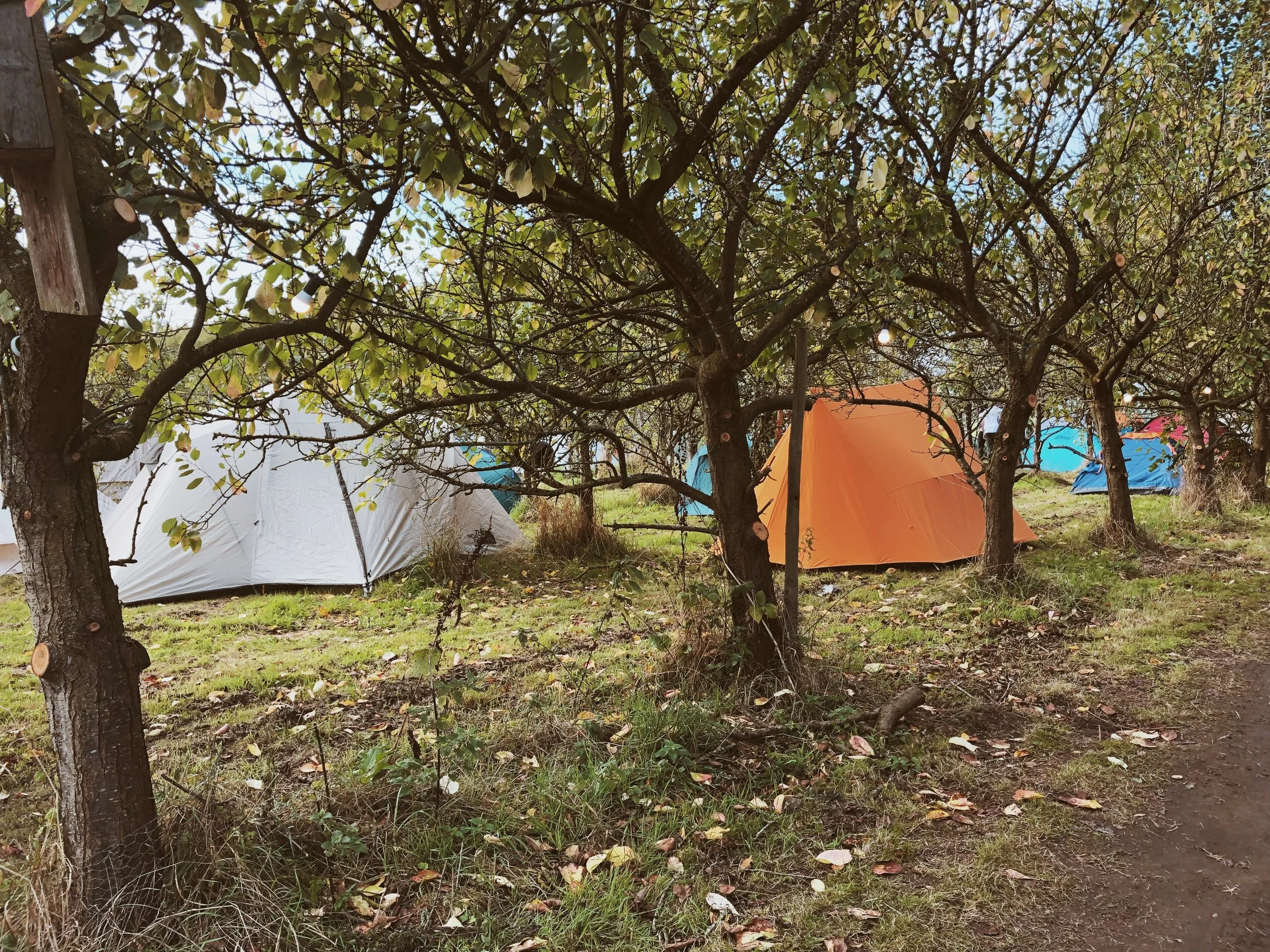 Camping in the orchards