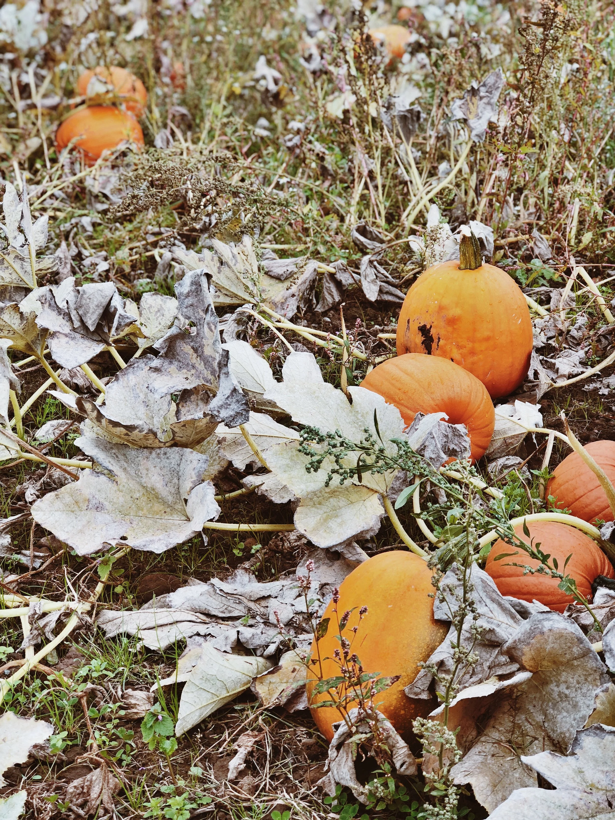 Pumpkins aplenty