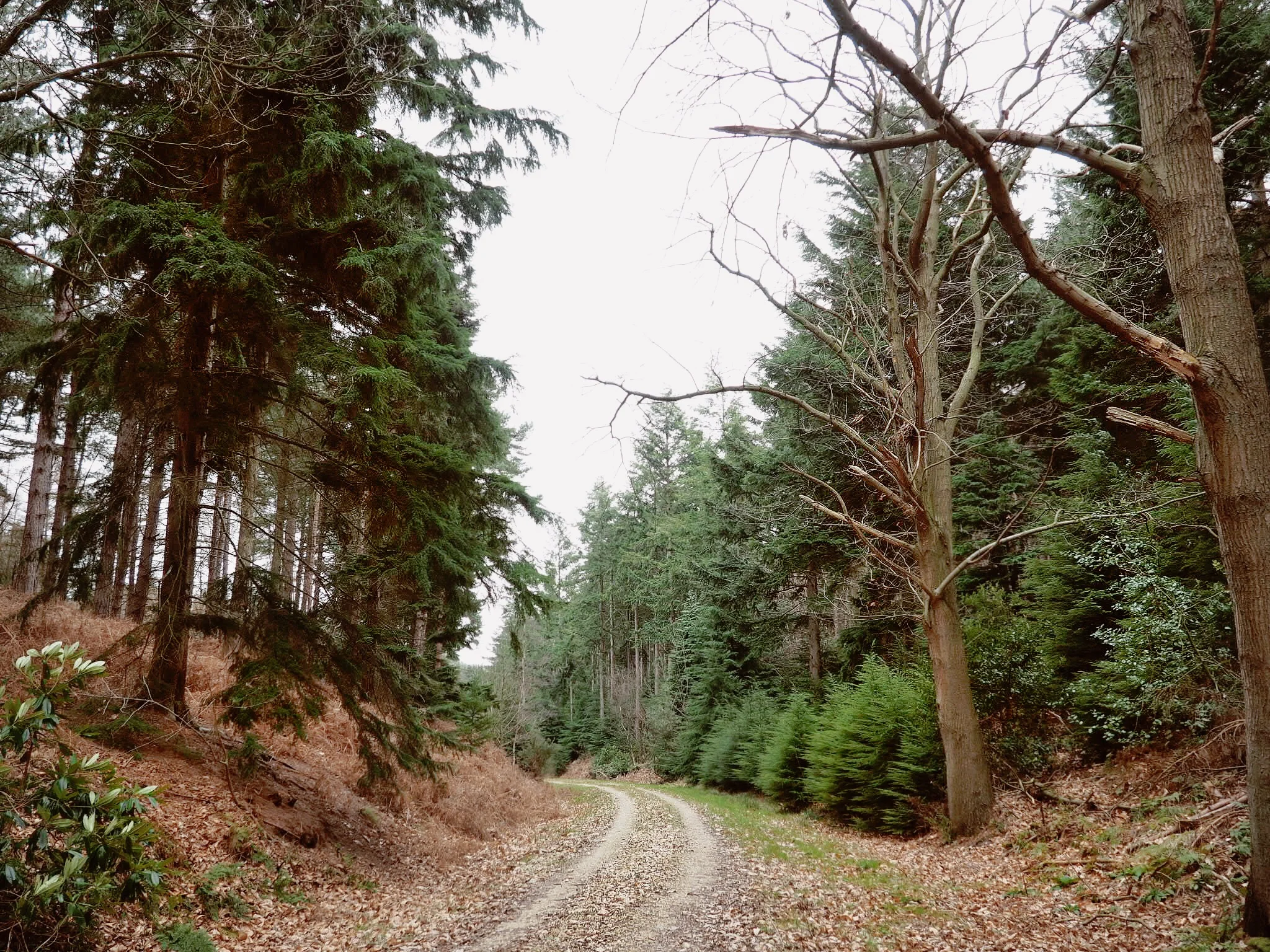 Forest road through the pines