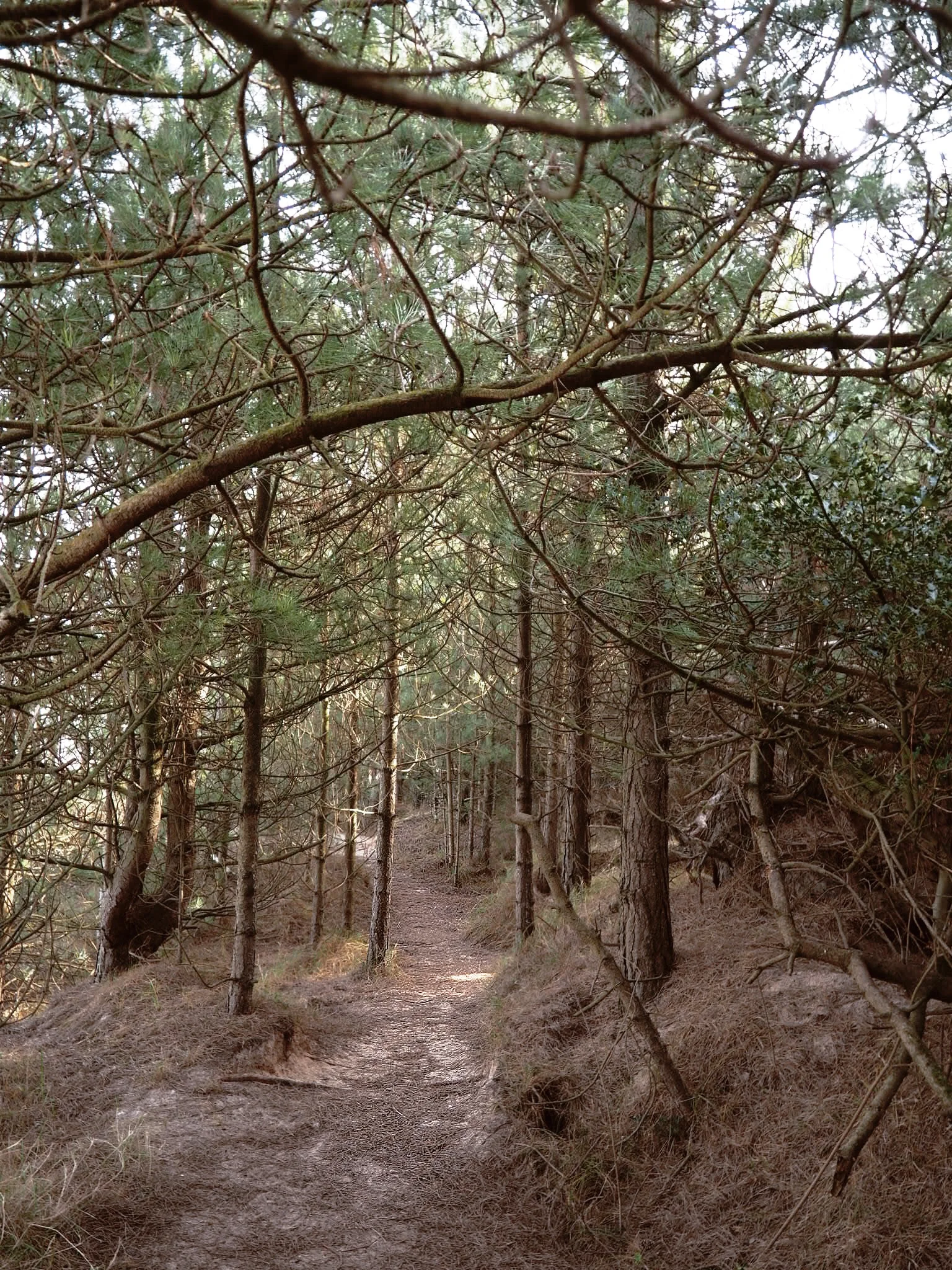 Woodland trails in Wells.