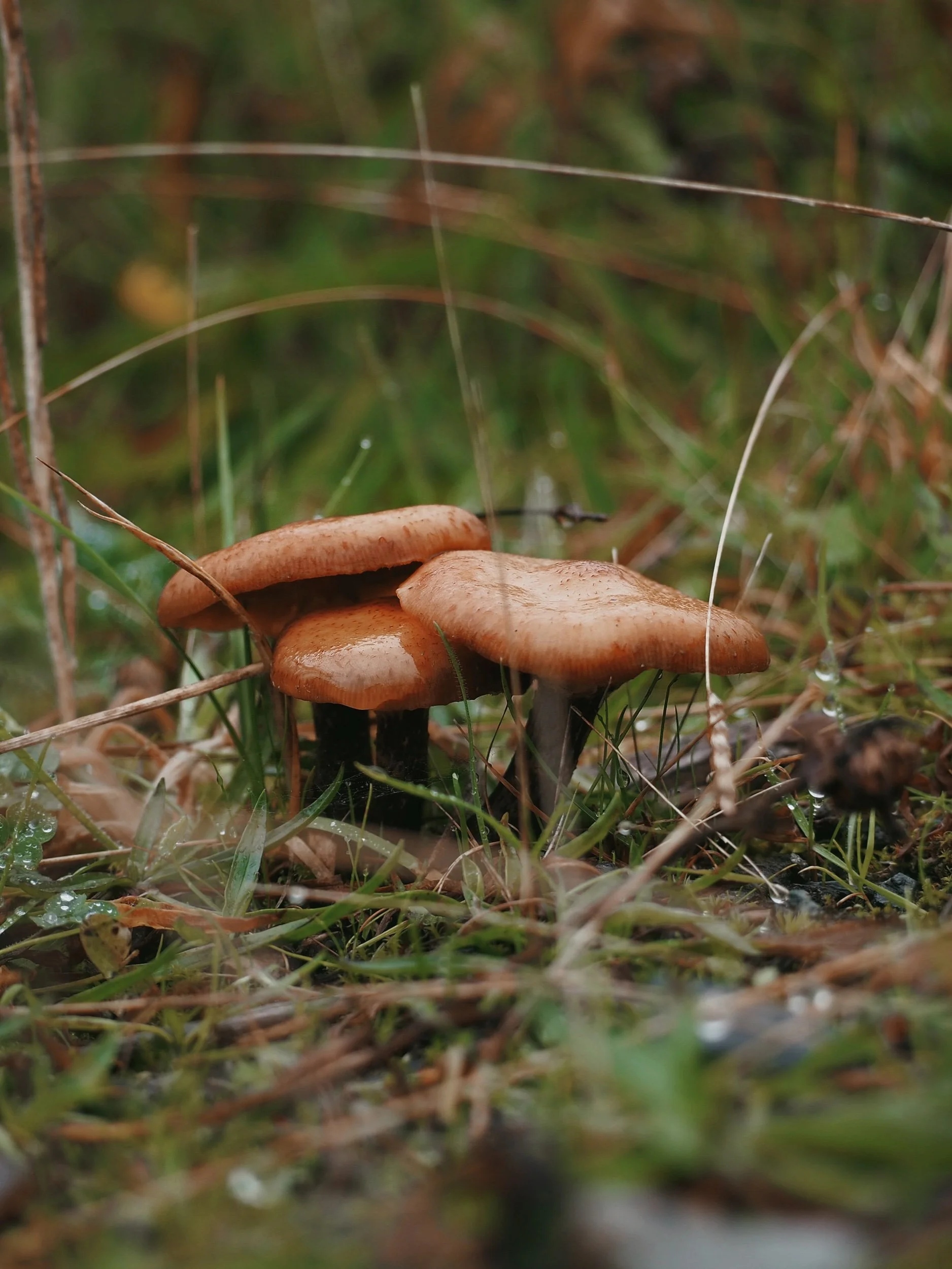 Welsh Mushrooms- Photo Series