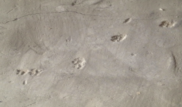 Verena von Stackelberg: Dog steps in the old concrete