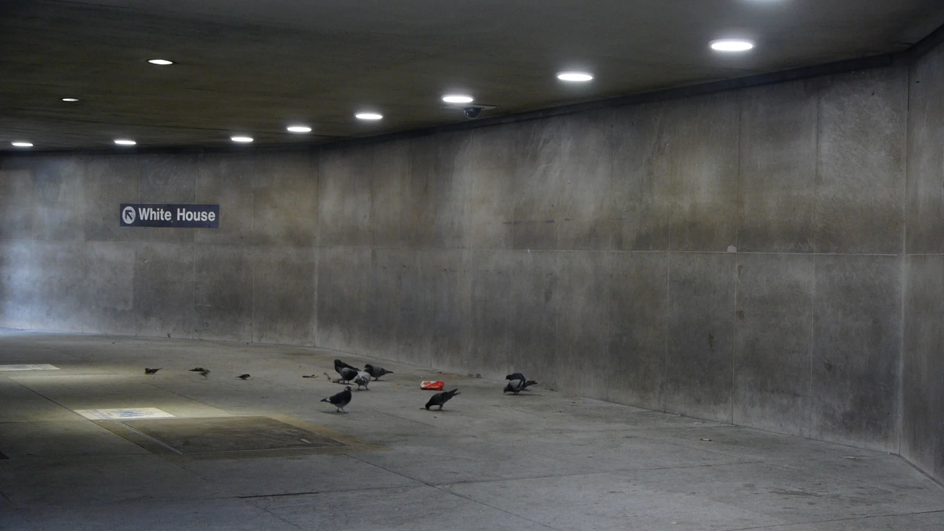 BIRTH OF A NATION_Birds(1).jpg