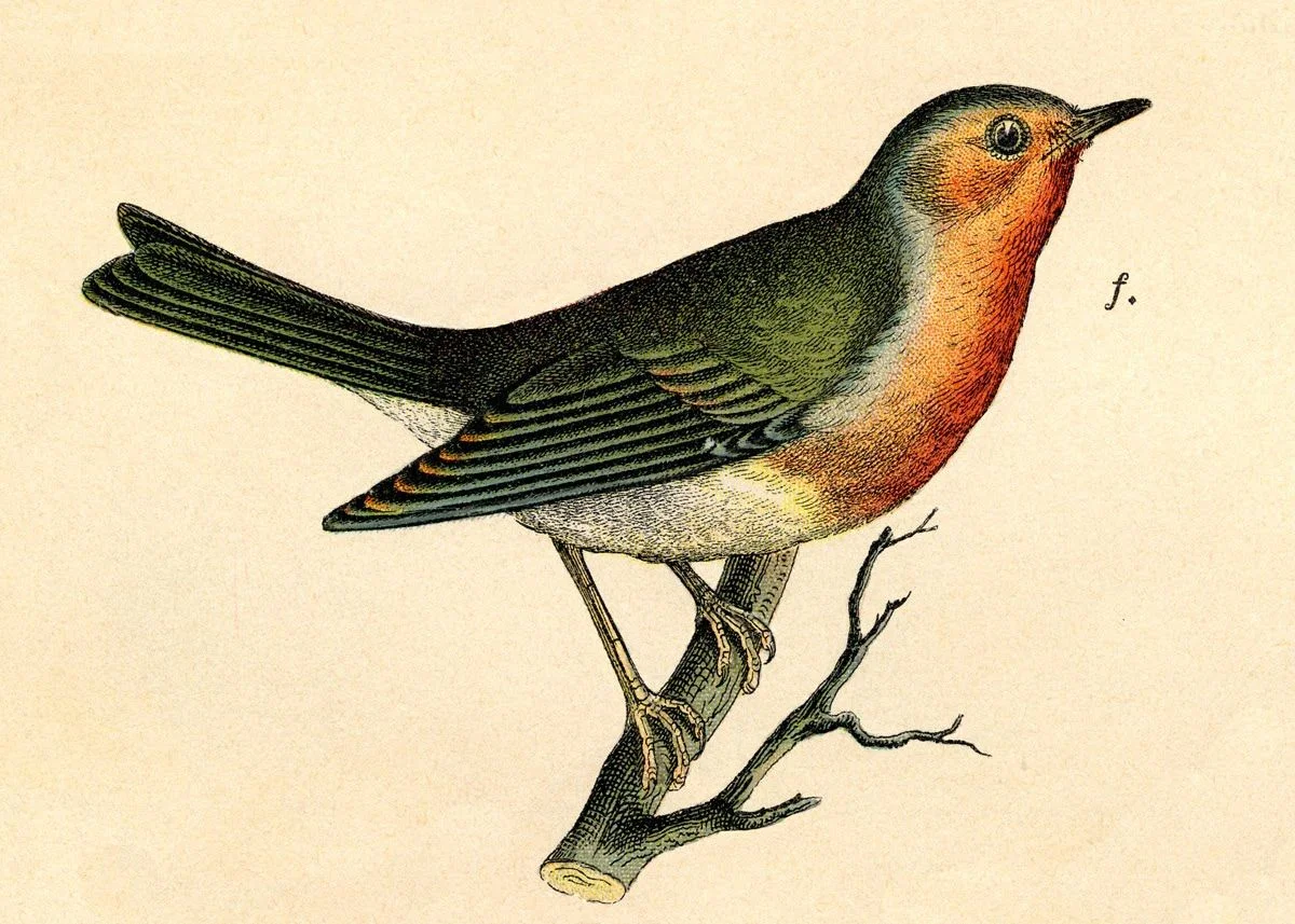 Robin.jpg