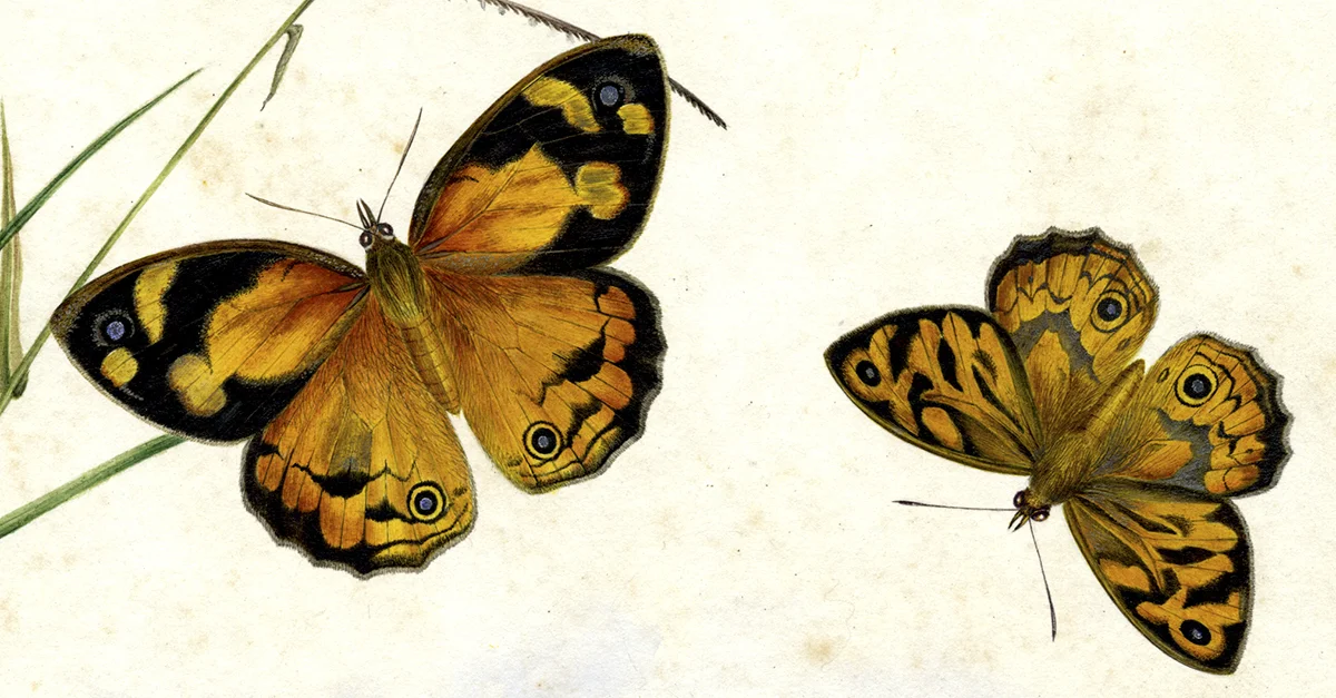 butterfly3.jpg