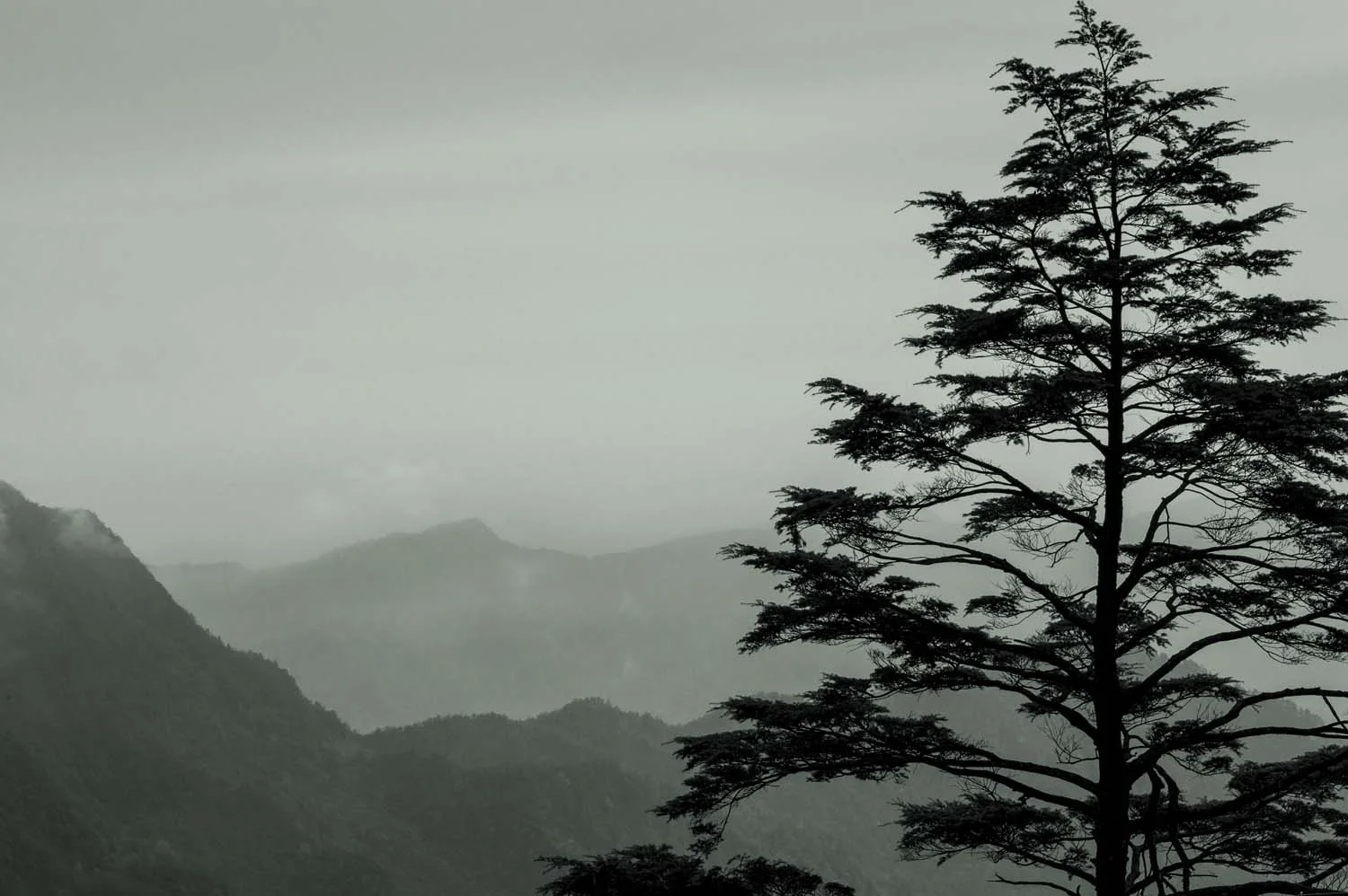 Mountain Tree