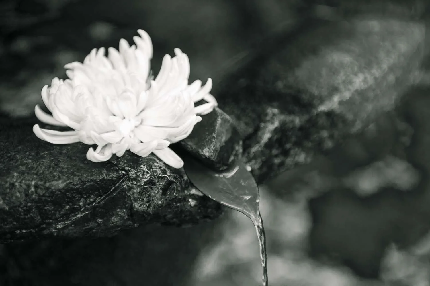 Water Flower