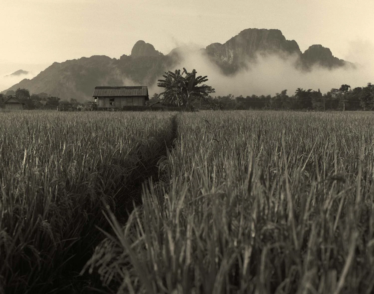 Rice Path