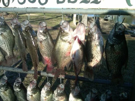 close up crappie.jpg