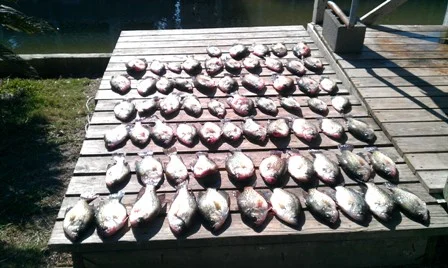 steves crappie.jpg