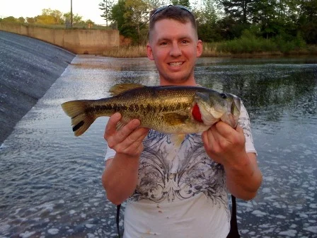 bass2.jpg