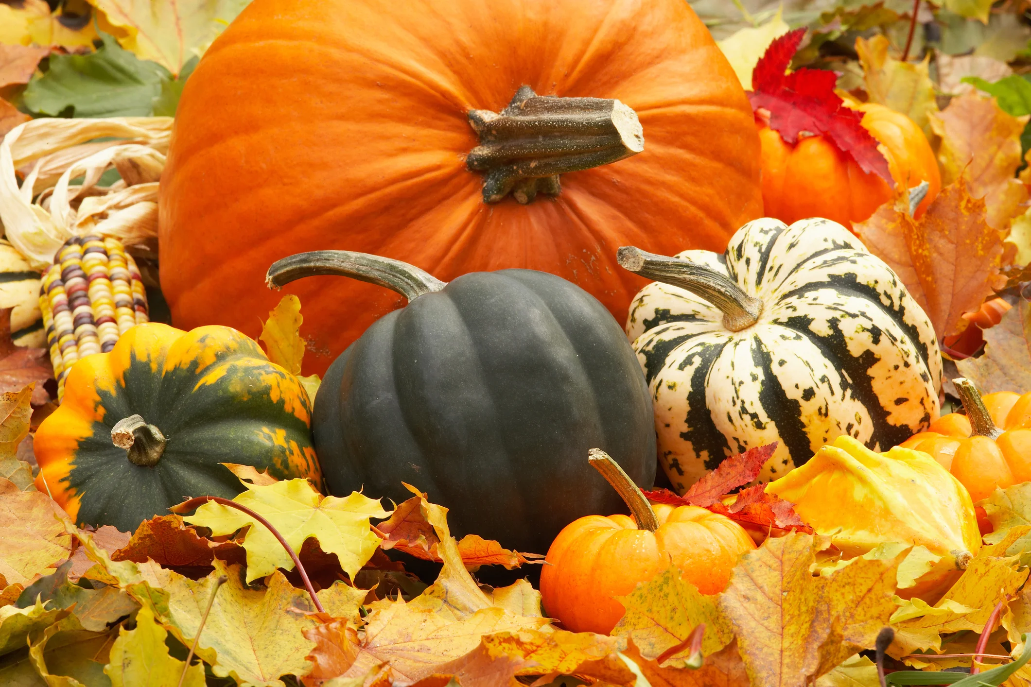 GBC FALL FESTIVAL