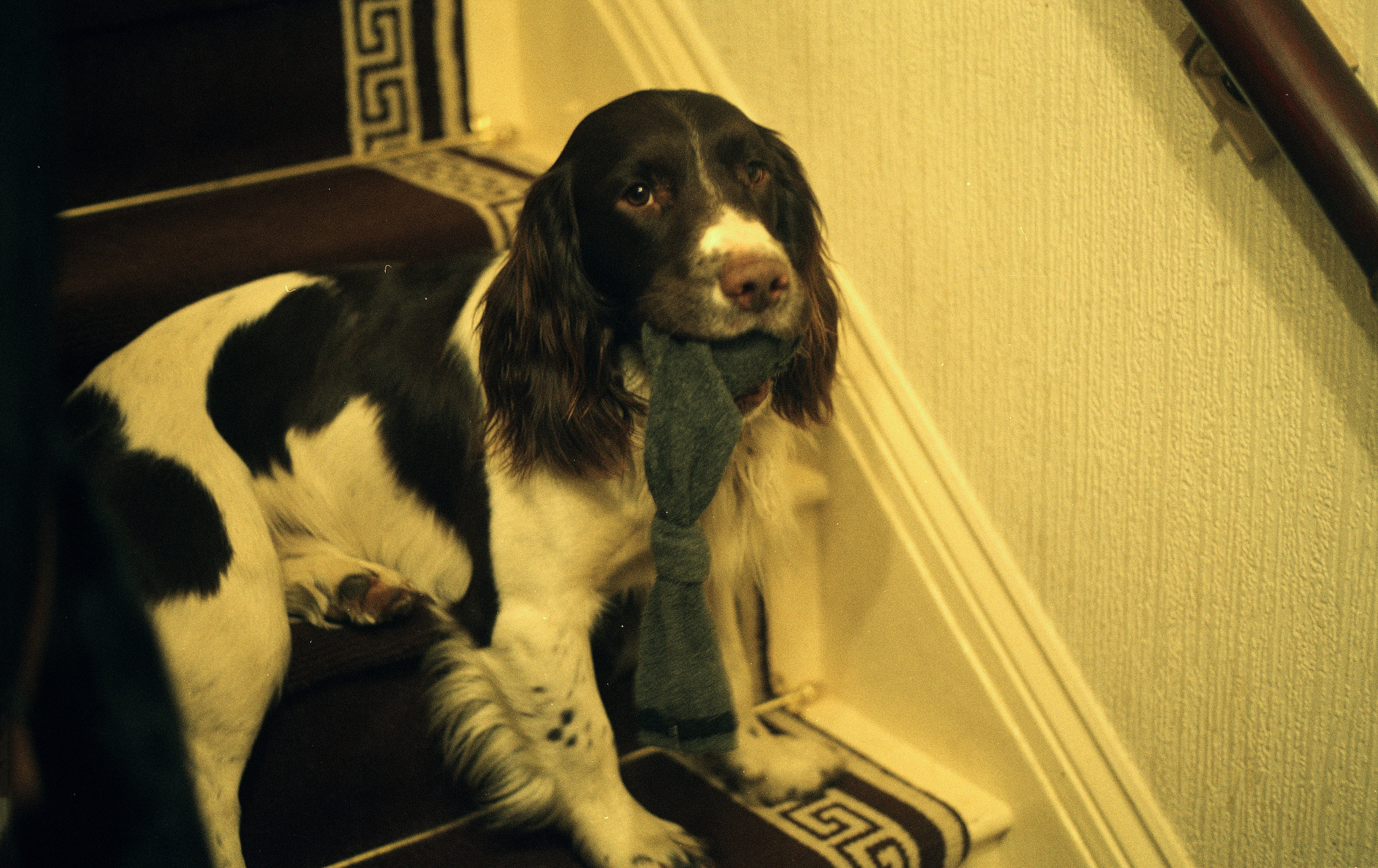 spaniel.jpg