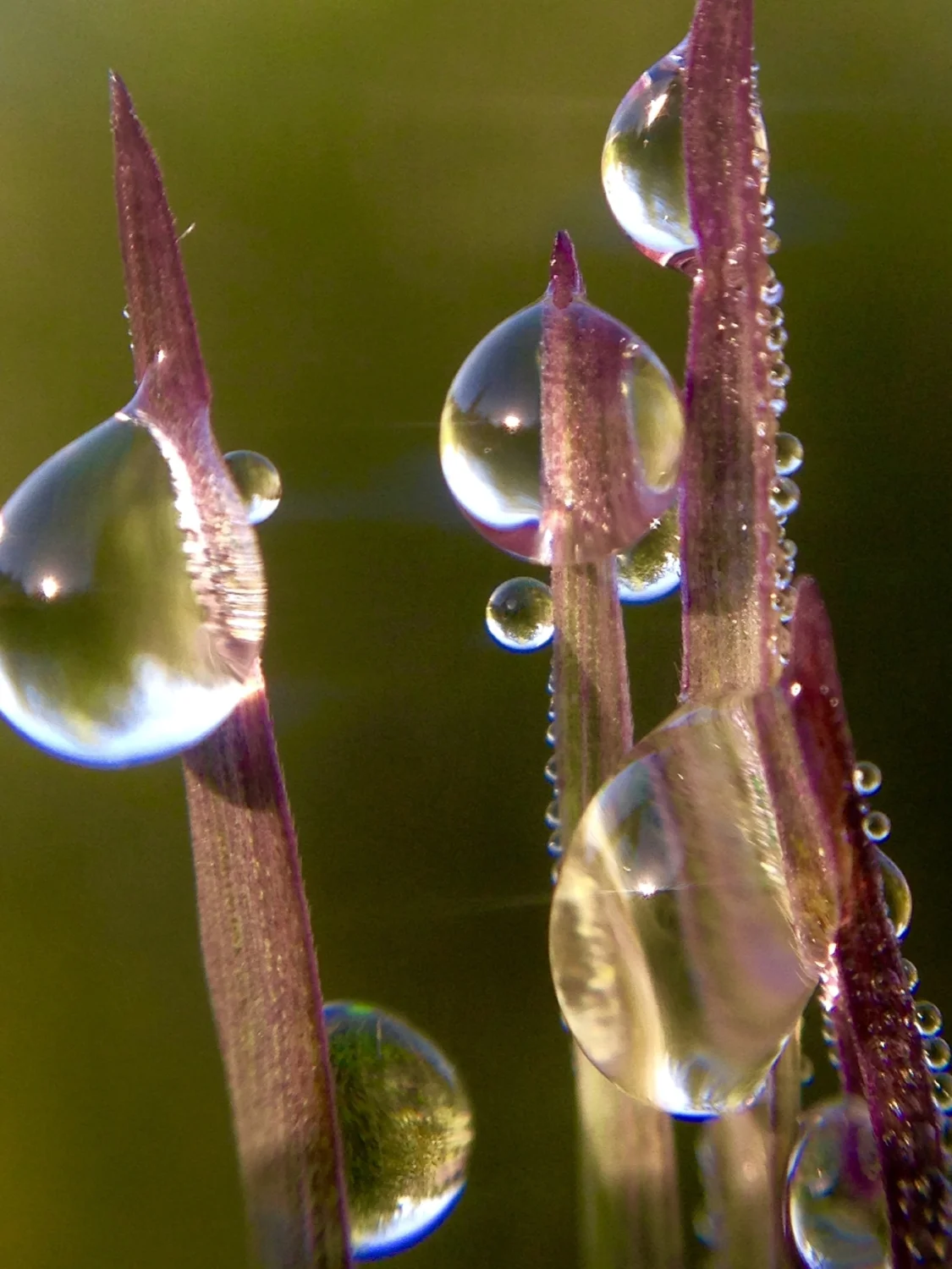 dewdrops.jpg