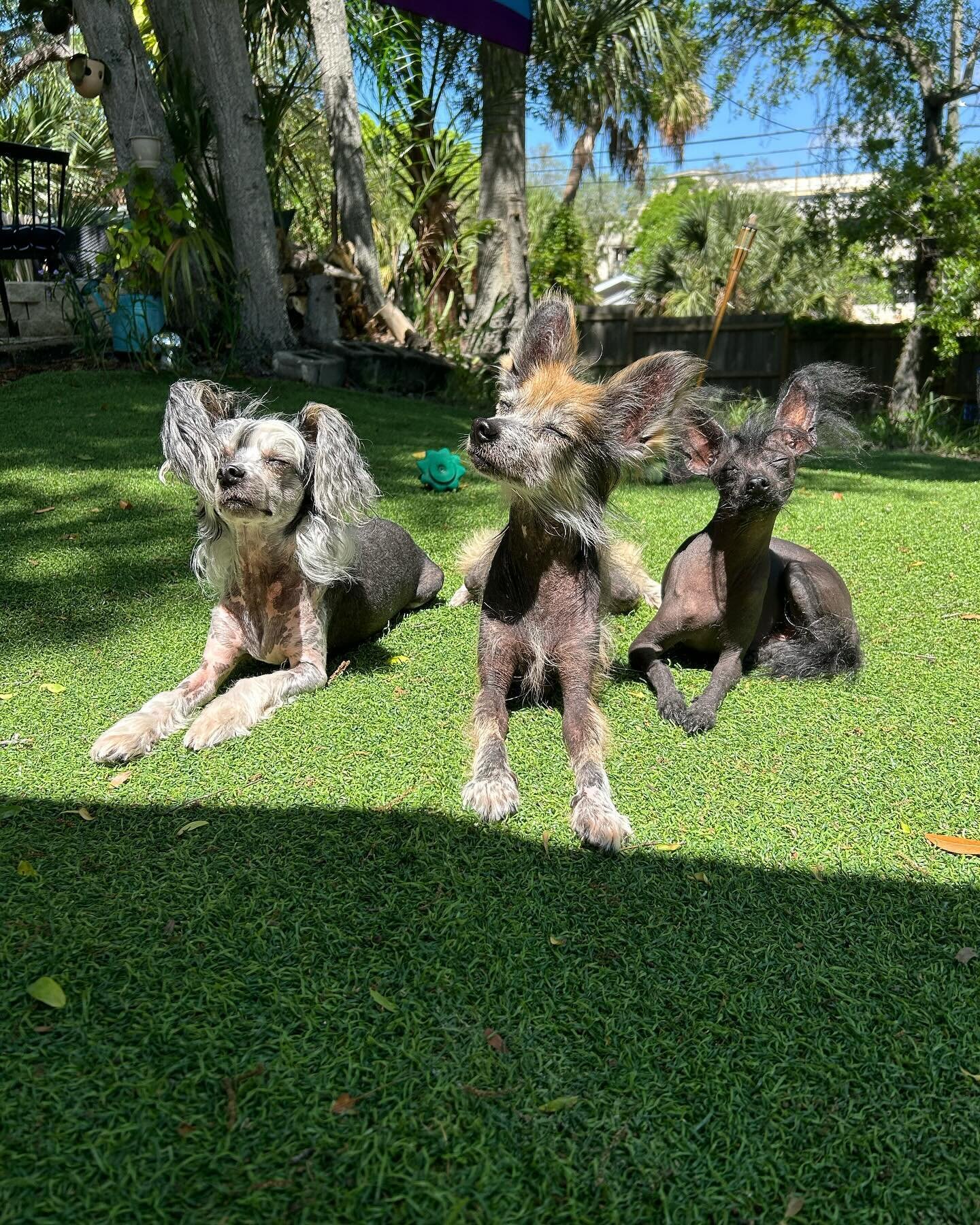 After the rain comes the sunshine ☀️🌧️ Three bros soaking up the rays post-storm. 🐶🐶🐶💕☀️