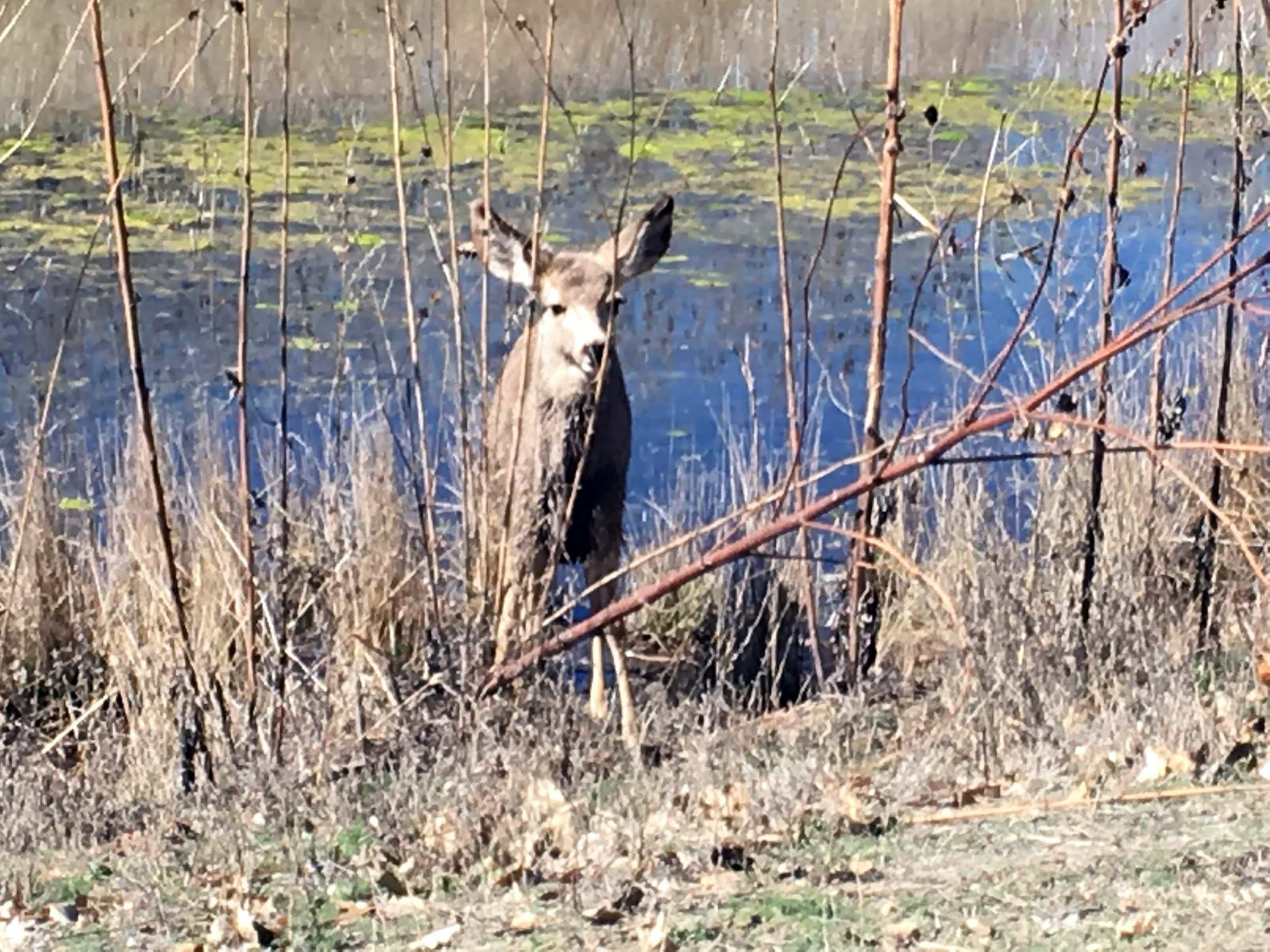 I had many encounters with deers. This one is at Bosque del Apache.