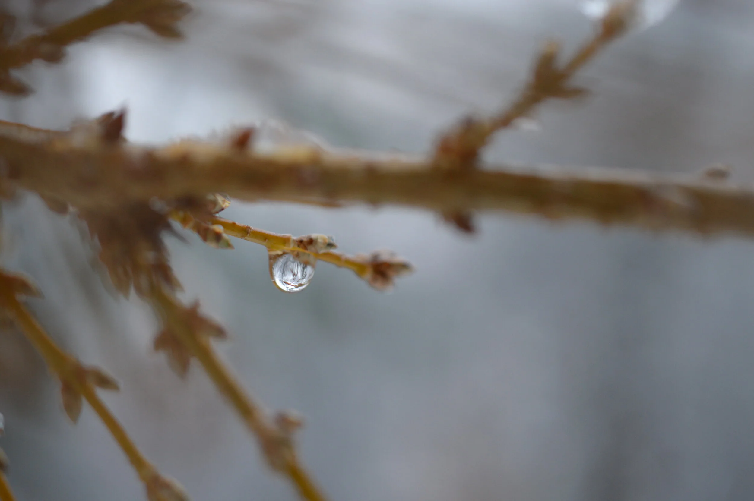 DSC_0989.JPG