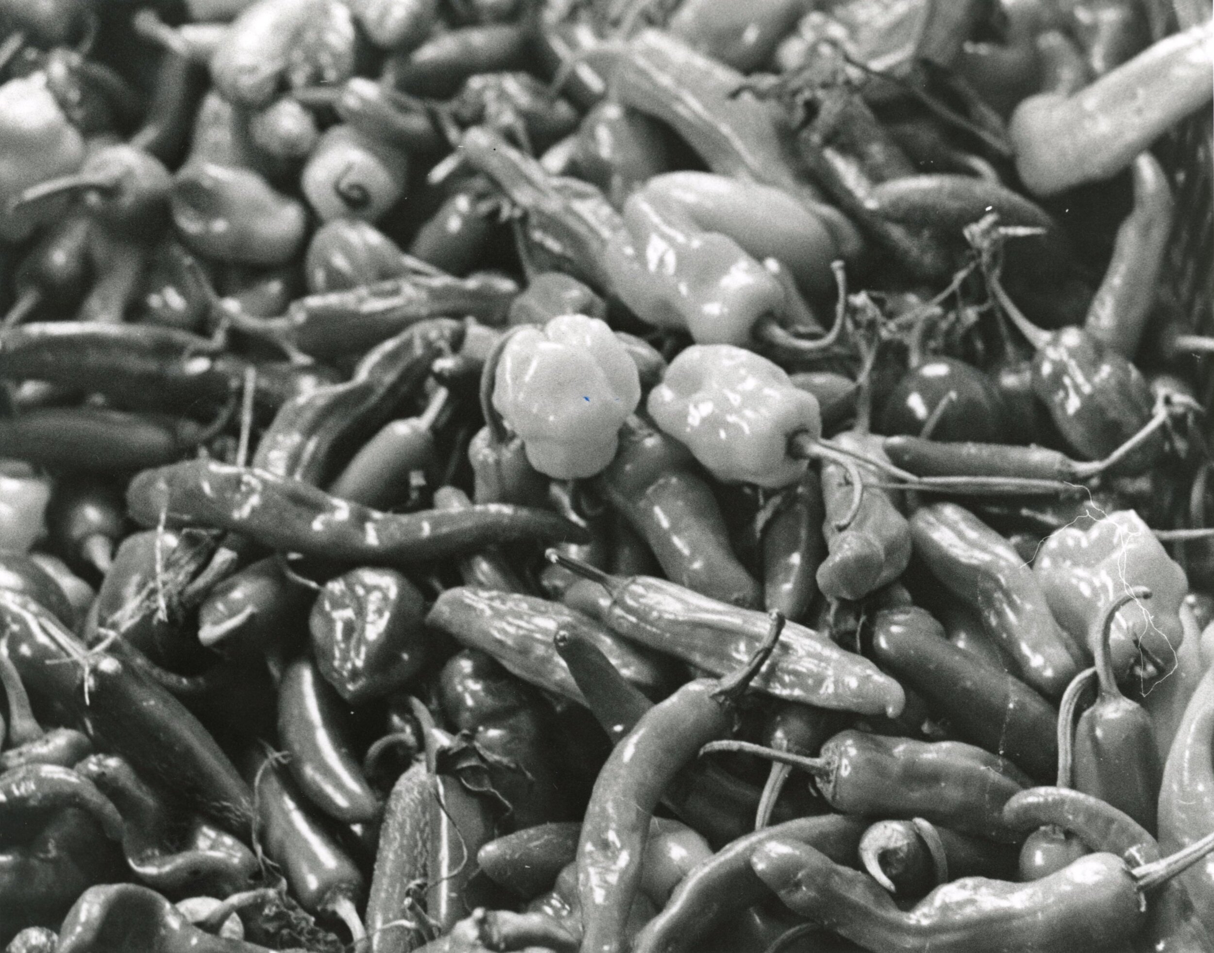 Photo credit: Christopher