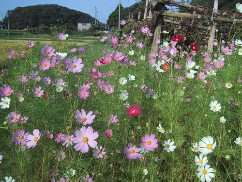 flower2.jpg
