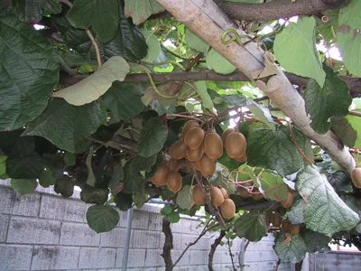 kiwi.jpg
