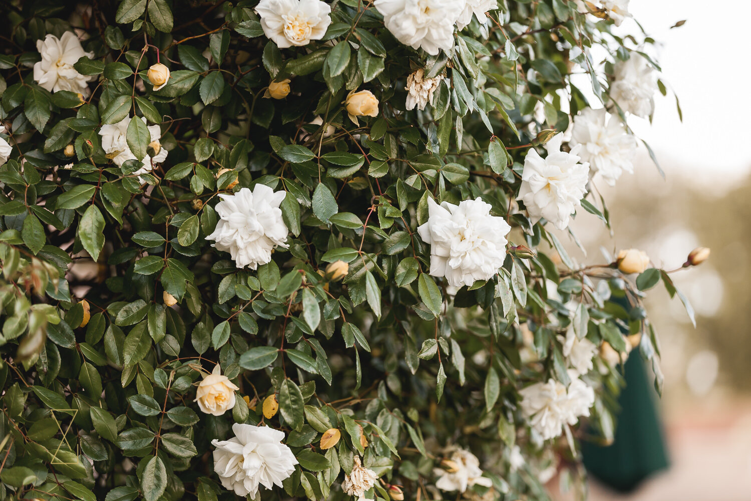 Summer-roses-Rookery-Hall-Cheshire