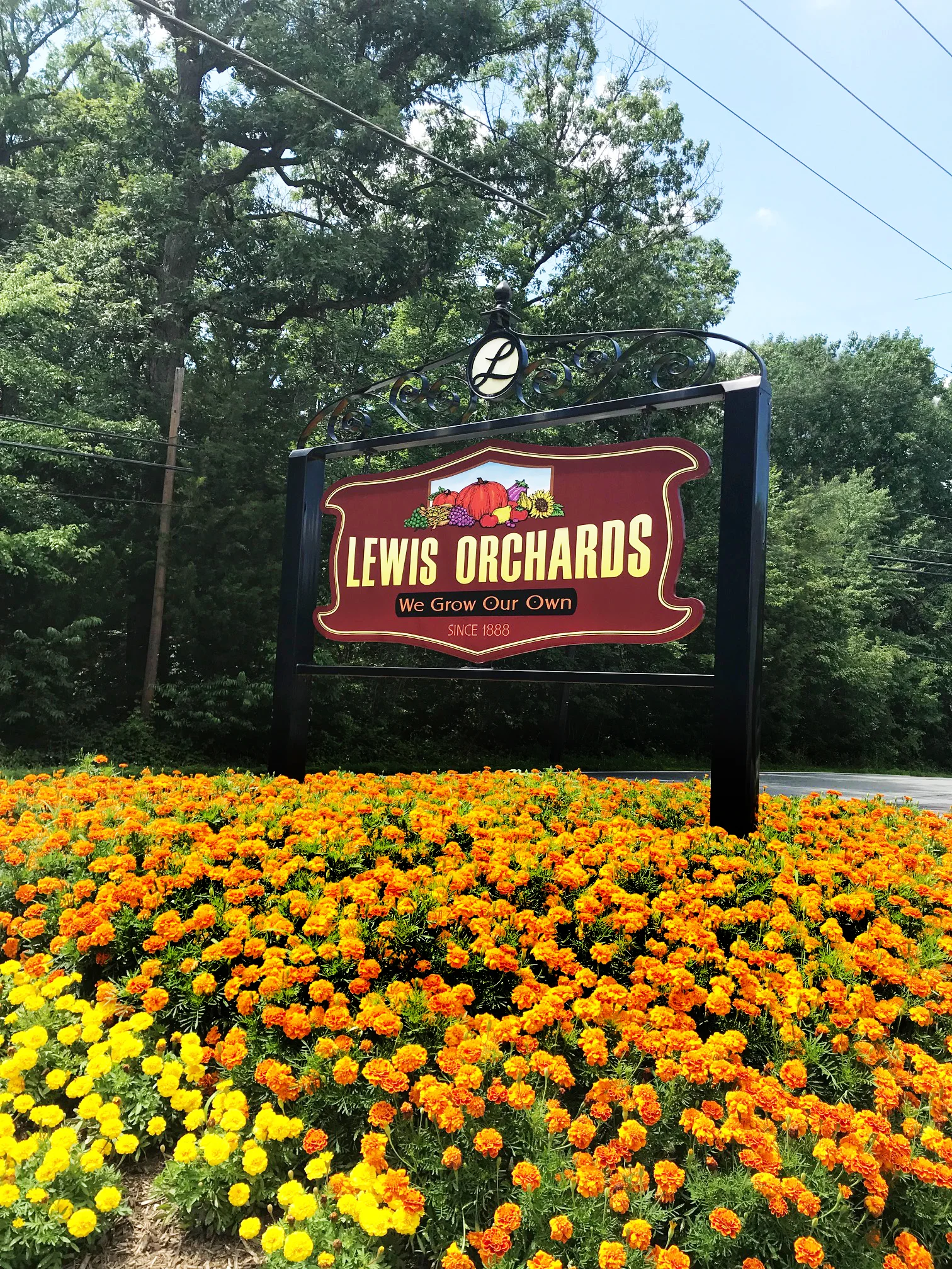 LewisOrchards.jpg