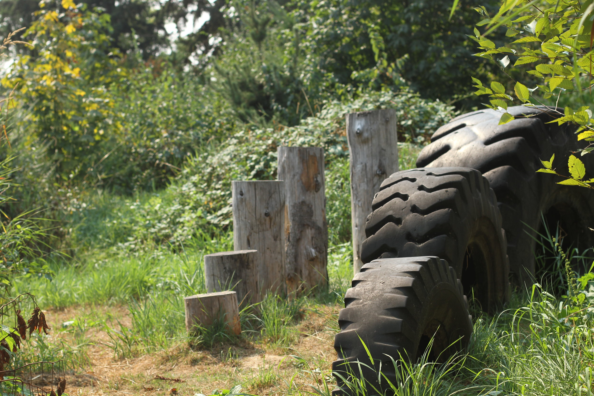 Five stumps and three very large tires embedded in the ground, surrounded by plants and trees.