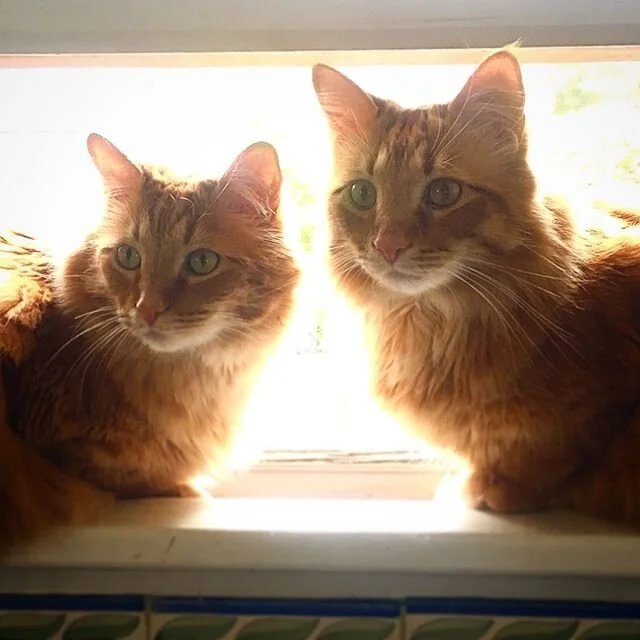 Have you ever seen such handsome cats in your entire life? Munchkin and Gremlin are ready for their yearbook photos!!! Do you want to be in the yearbook? Text or email your photos to a staff, Vera or Pif! 📸